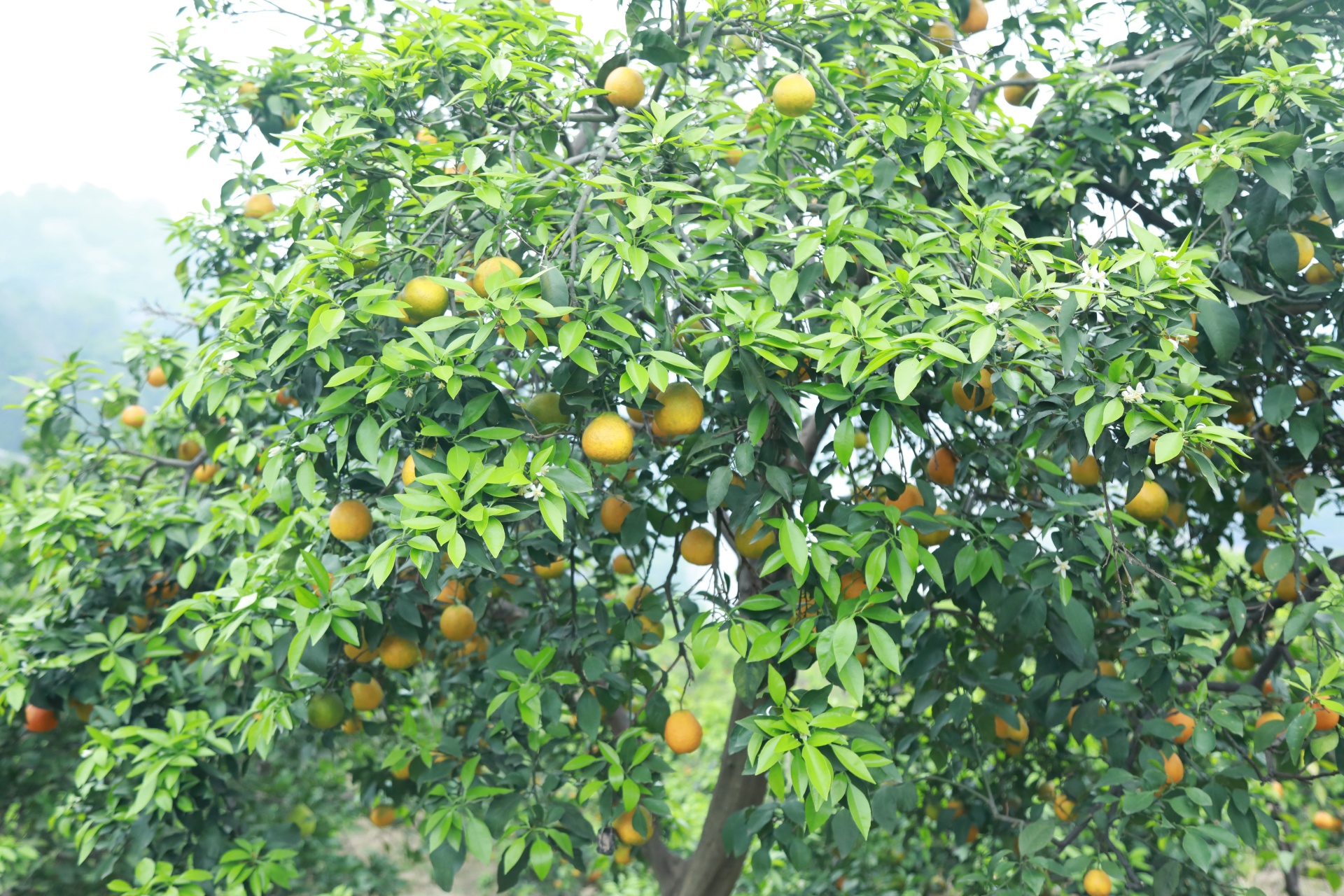 合江贯湾滨橙带给你深秋的甜蜜 第 5 张