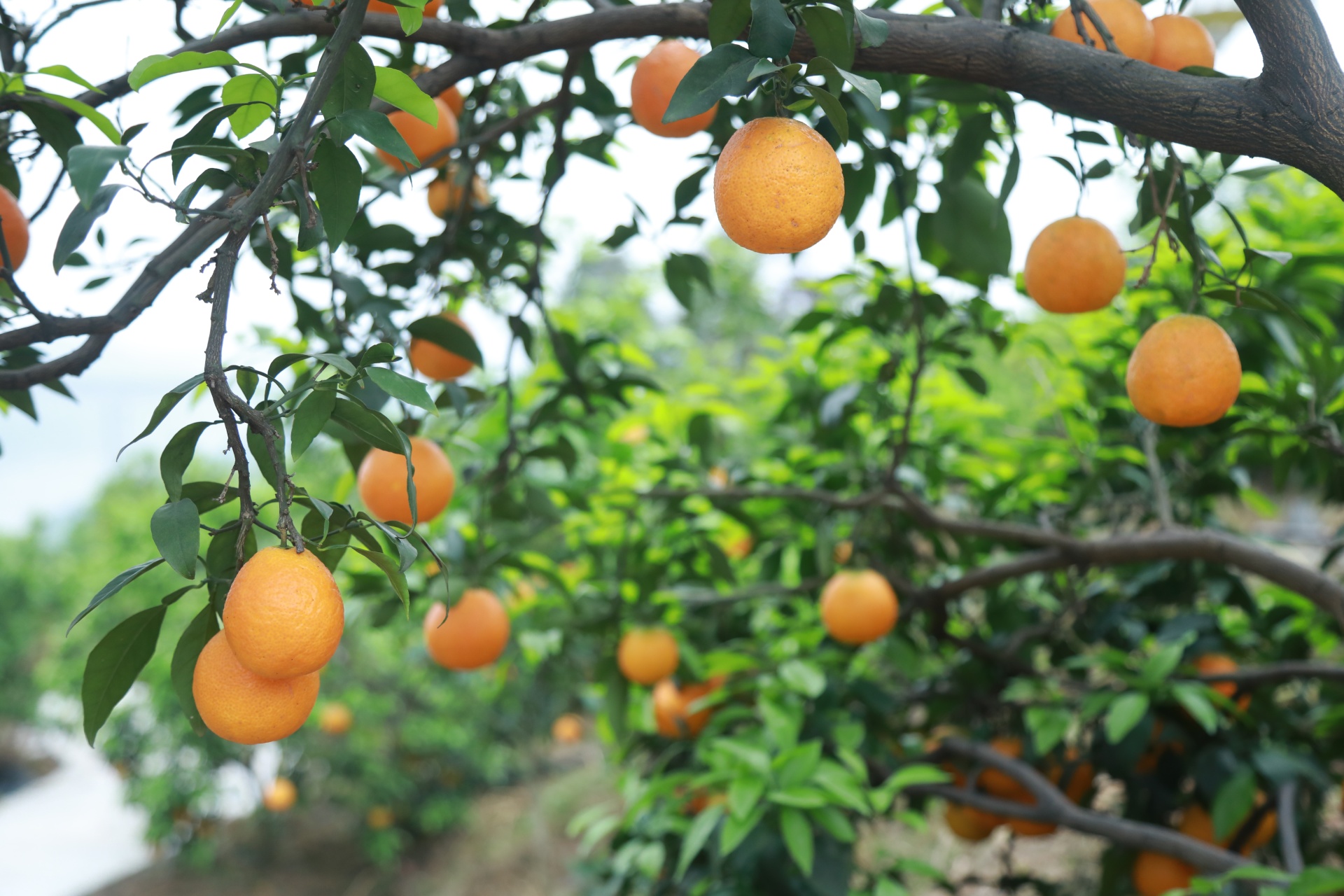 合江贯湾滨橙带给你深秋的甜蜜 第 6 张
