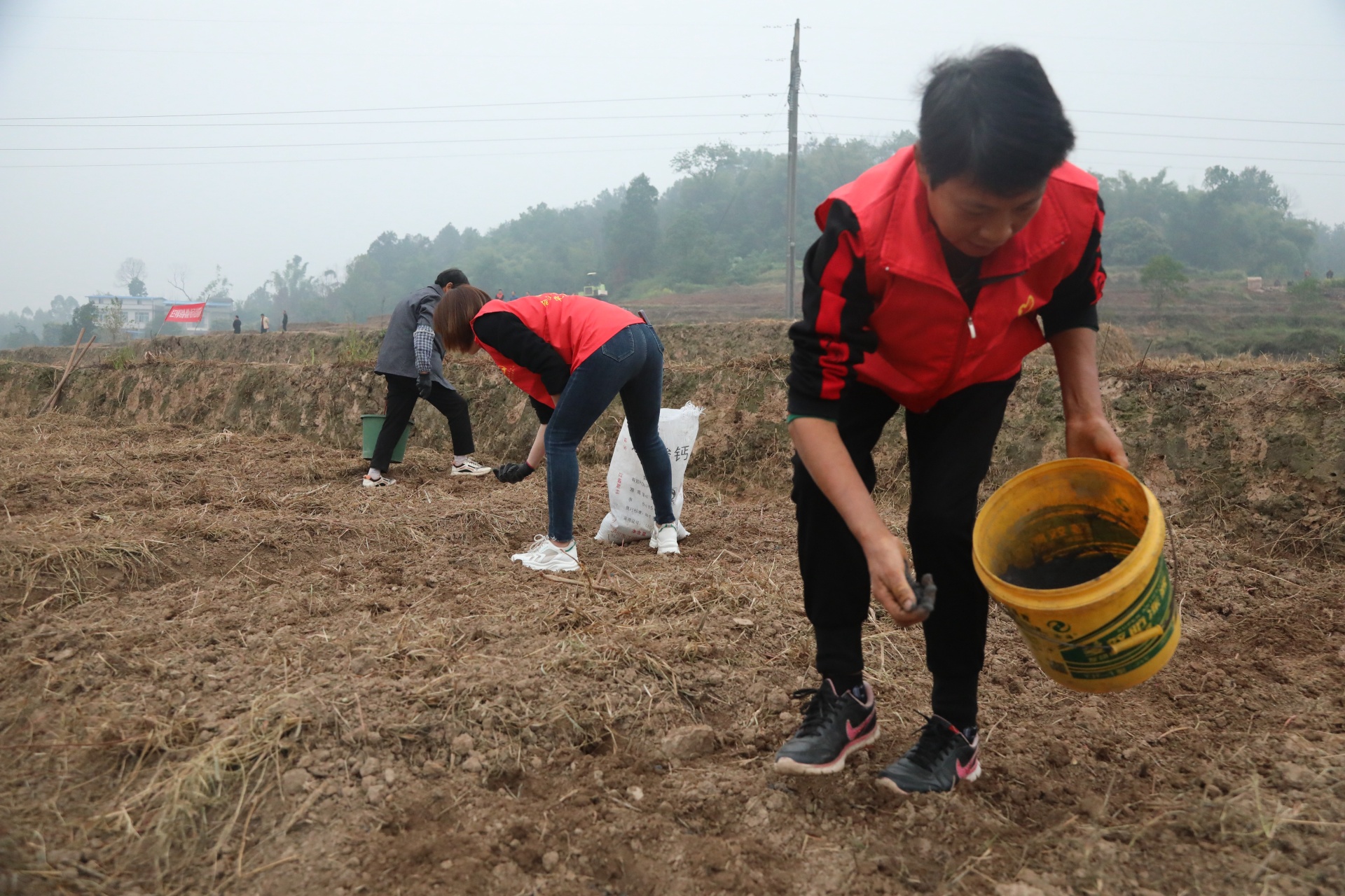 合江县：冬小麦开播，田间地头育希望 第 4 张