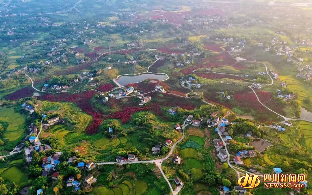 【我在乡村看见中国?】广安：乡村振兴画卷新 小平故里别样“红” 第 2 张