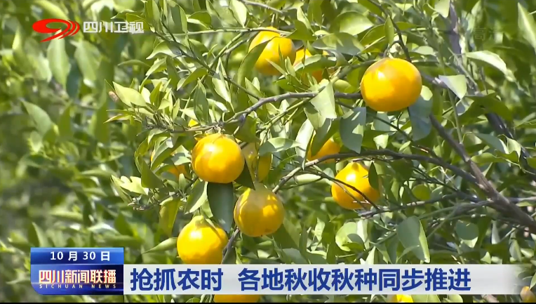 抢抓农时 各地秋收秋种同步推进 第 3 张