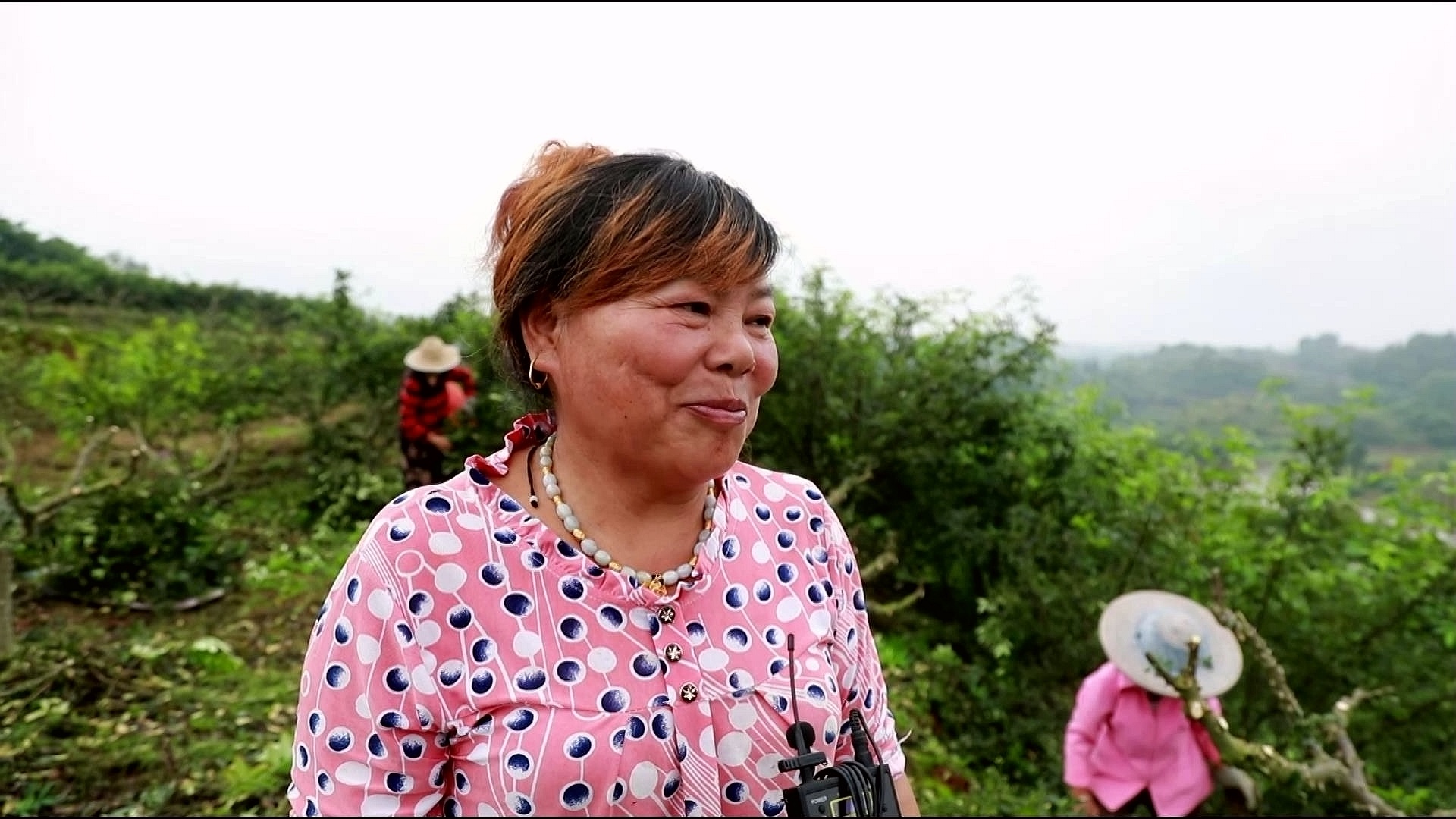 合江县白沙镇：万亩花椒迎丰收，村民“麻”上致富 第 5 张
