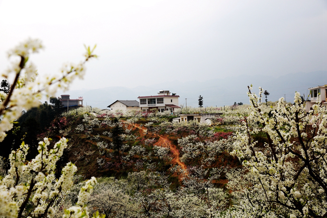 乌蒙花海的春天（泸州市叙永县委宣传部供图）_副本.jpg