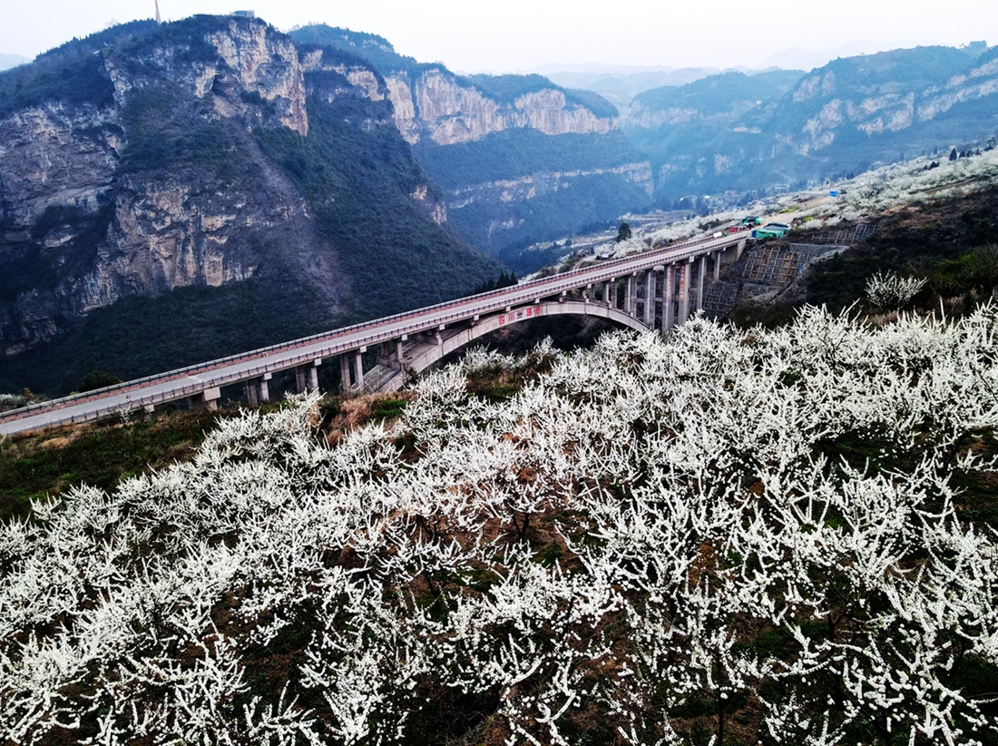 春天的乌蒙花海（泸州市叙永县委宣传部供图）_副本_副本.jpg