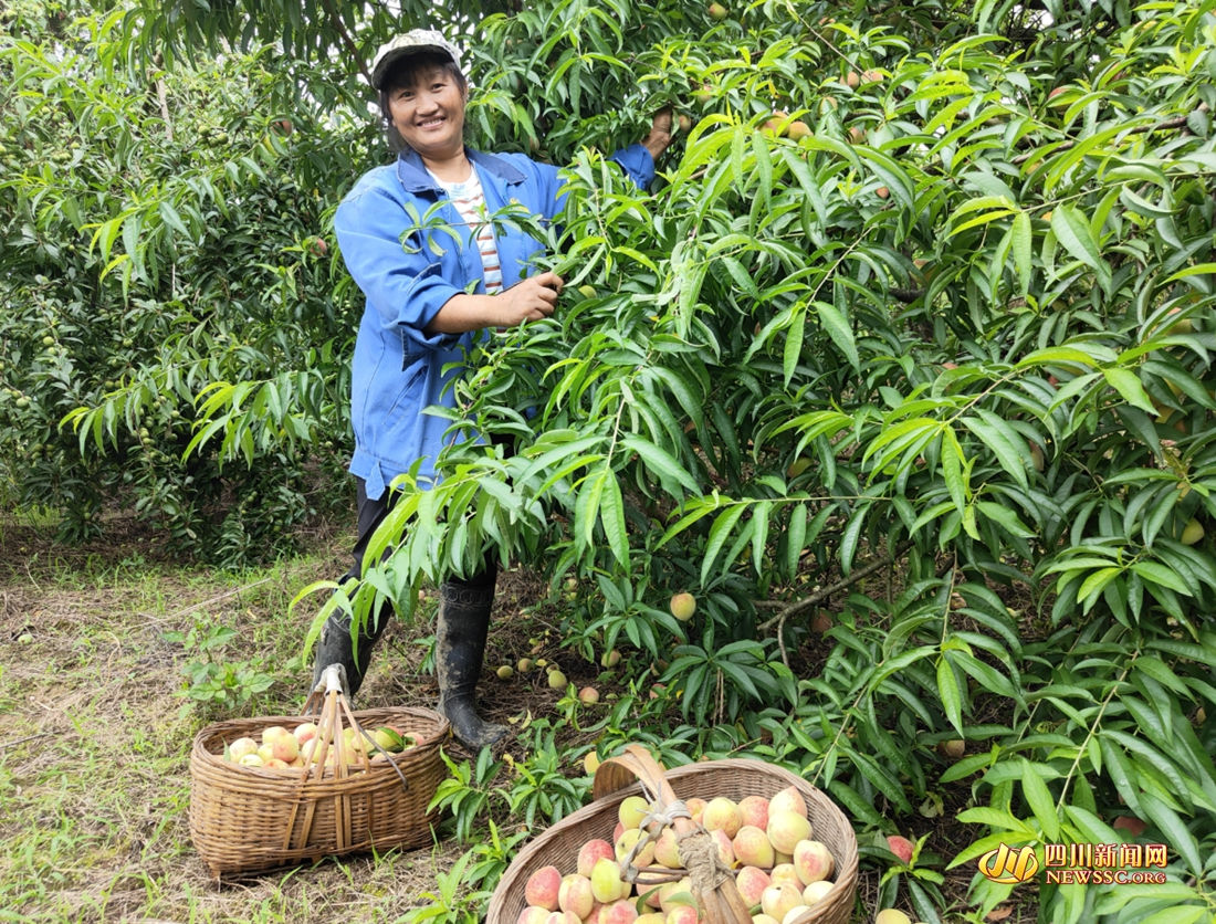 村民正在帮许评采摘桃子_副本_副本.jpg