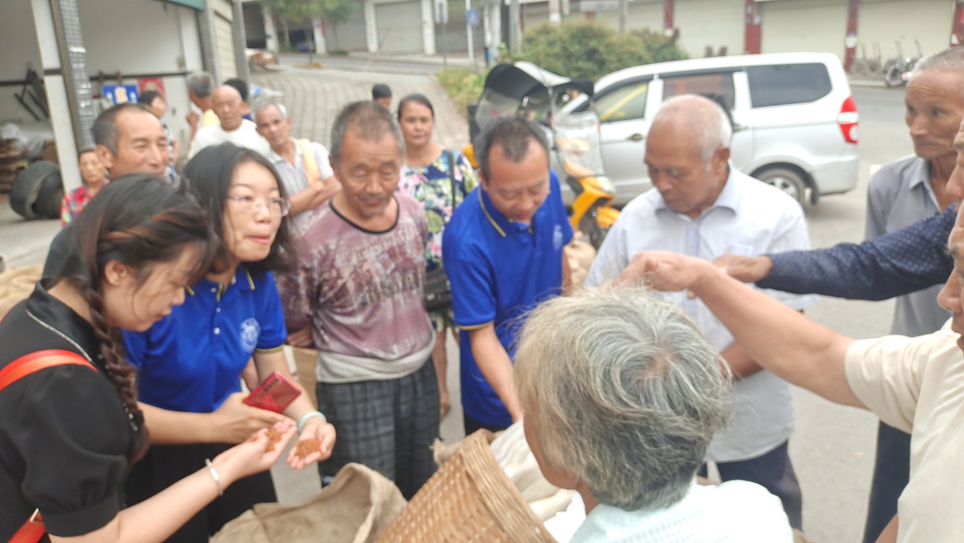 合江县白沙镇：有机高粱正收购，农民增收有保障 第 3 张