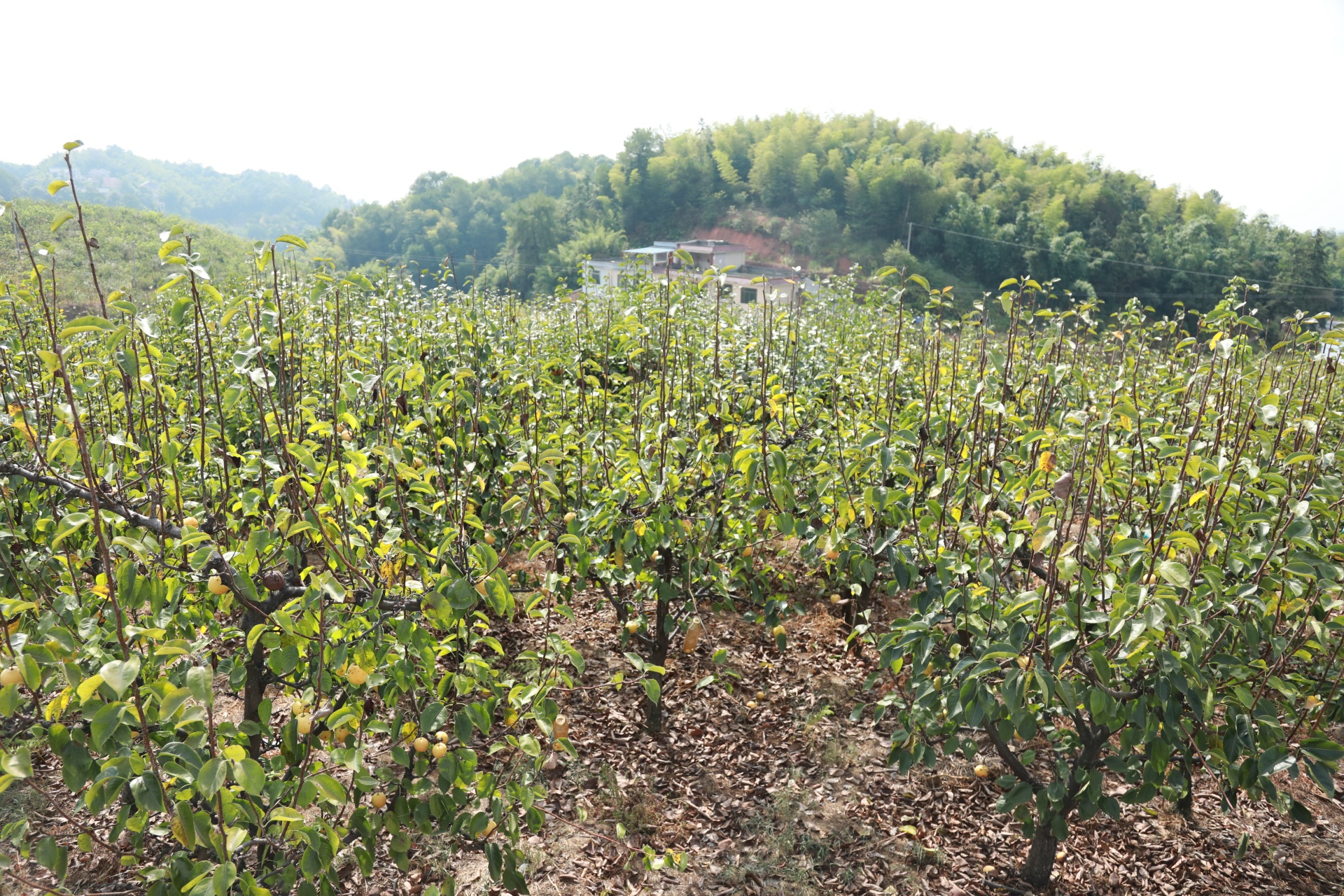 合江县：“金疙瘩”挂满枝头，黄金梨喜获丰收 第 4 张