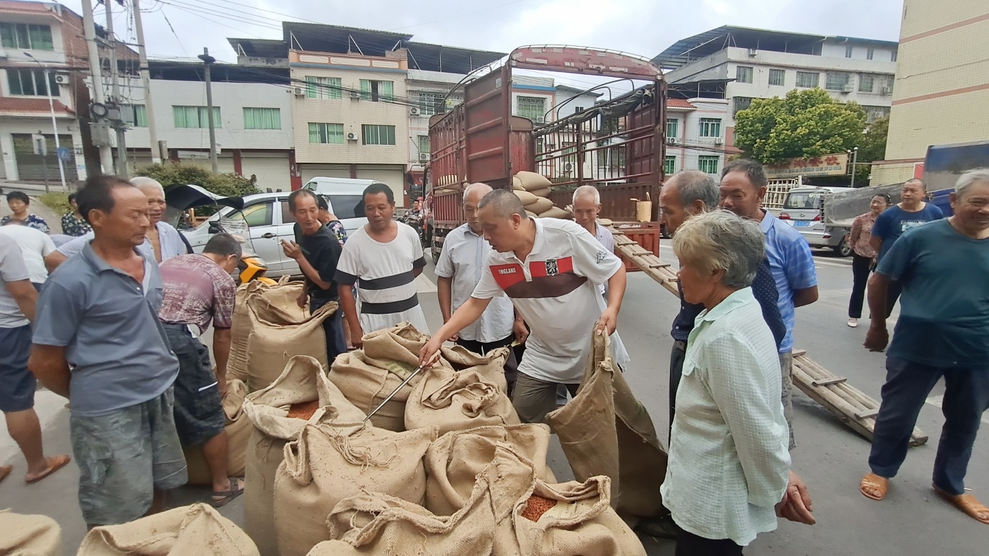 合江县白沙镇：有机高粱正收购，农民增收有保障 第 4 张