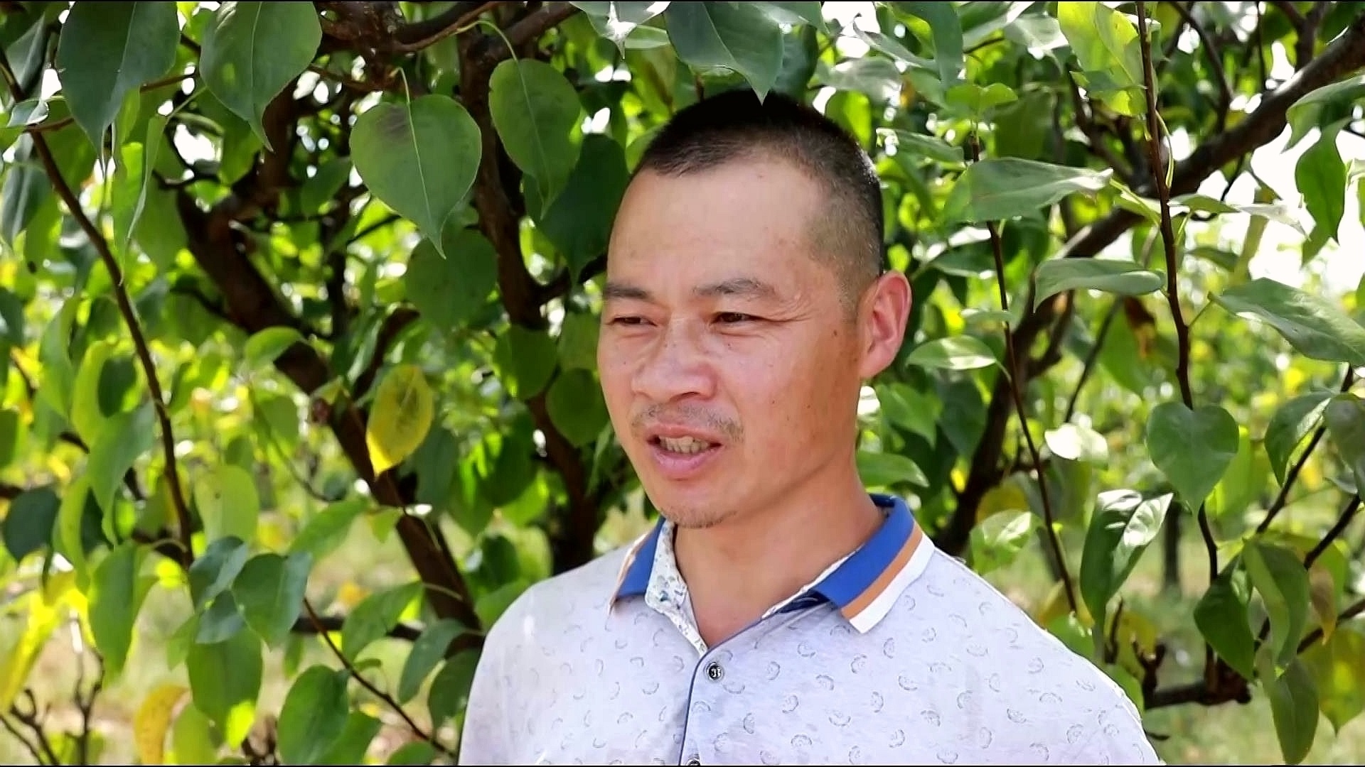 合江县：“金疙瘩”挂满枝头，黄金梨喜获丰收 第 9 张