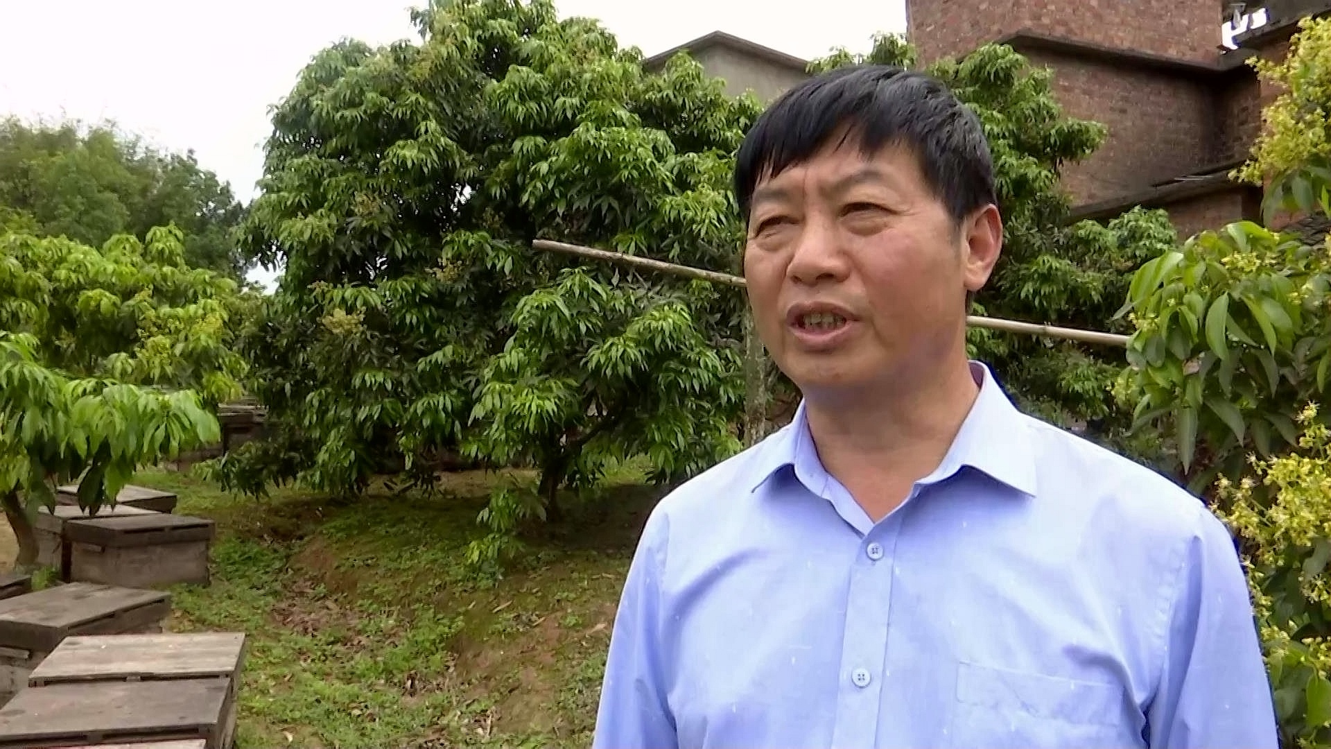 合江县荔江镇花桂村：探索荔枝管护新模式 第 5 张