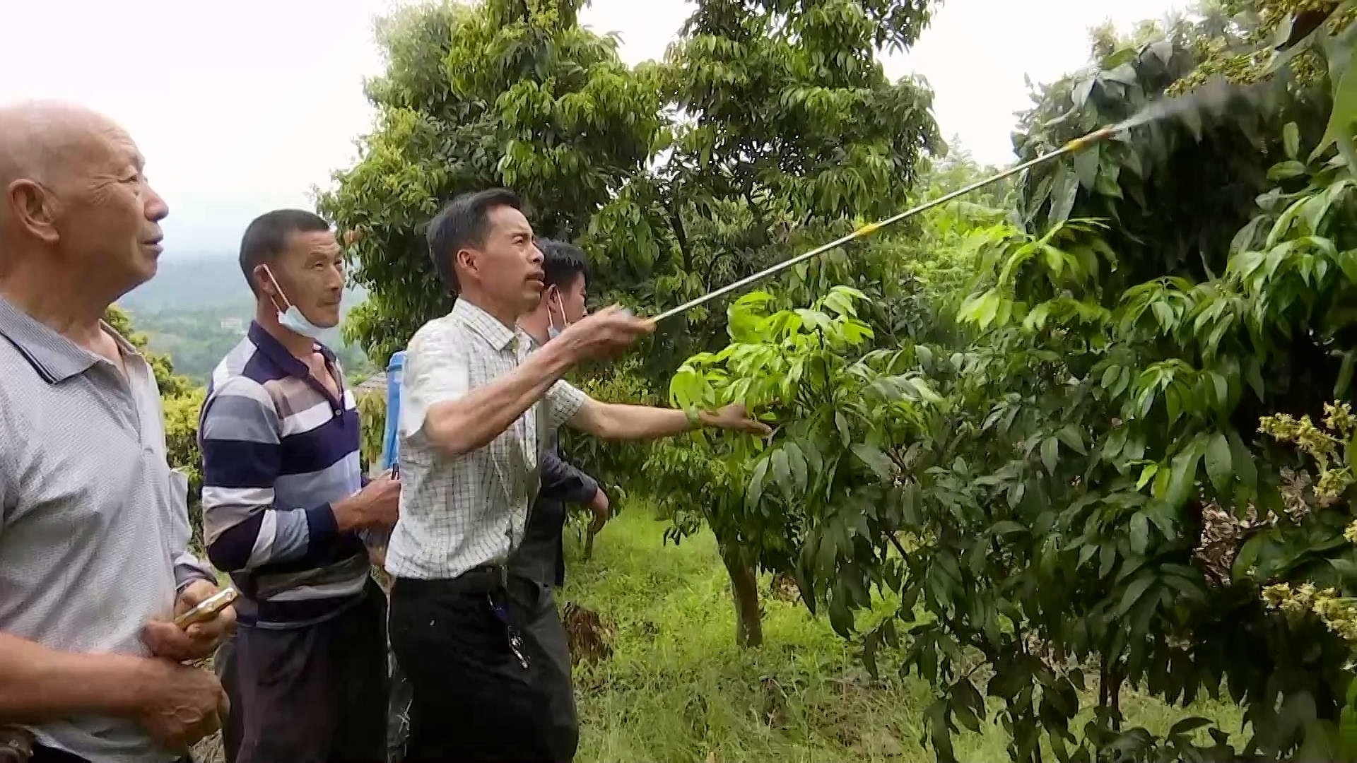 合江县荔江镇花桂村：探索荔枝管护新模式 第 6 张
