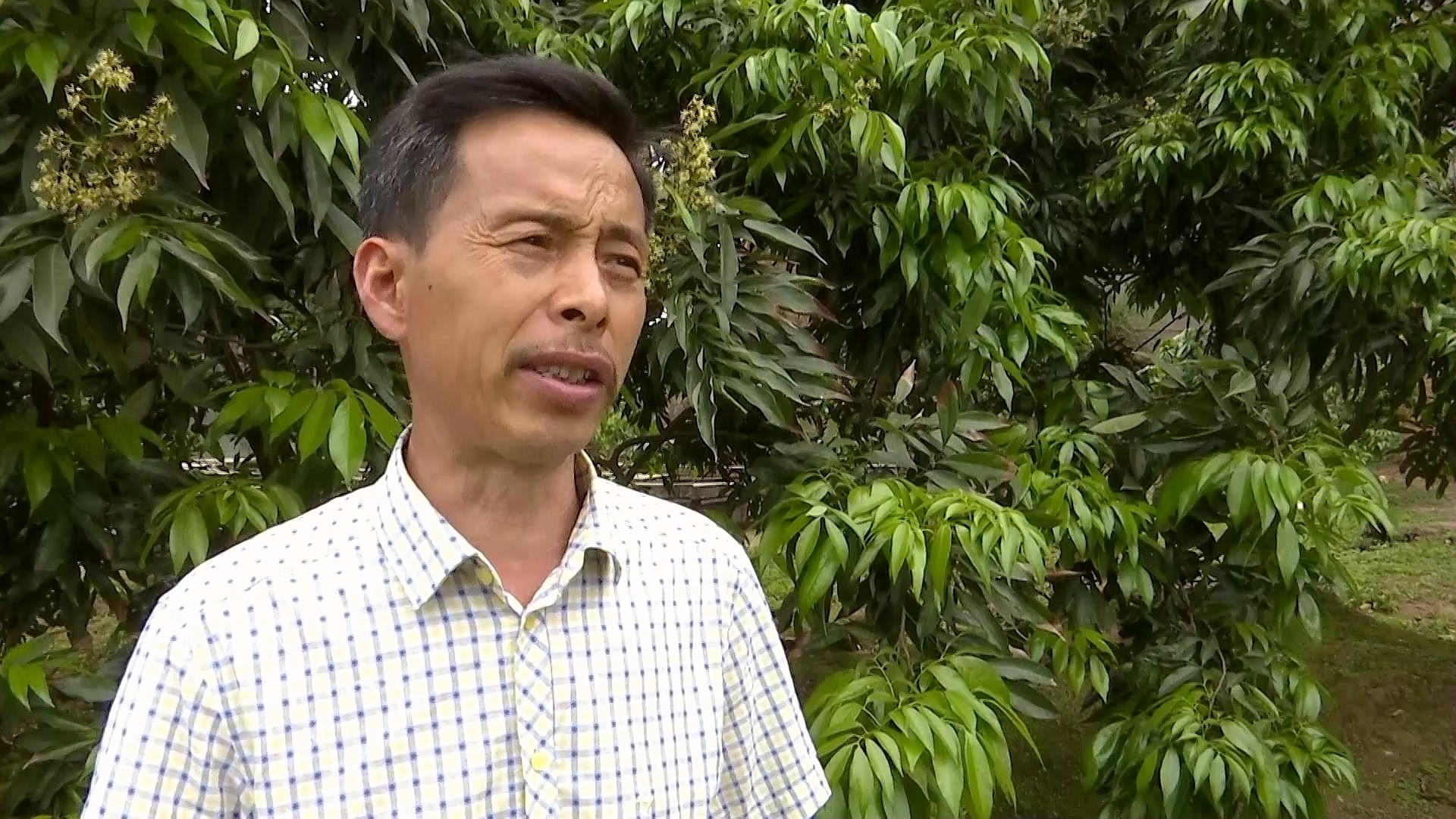 合江县荔江镇花桂村：探索荔枝管护新模式 第 9 张