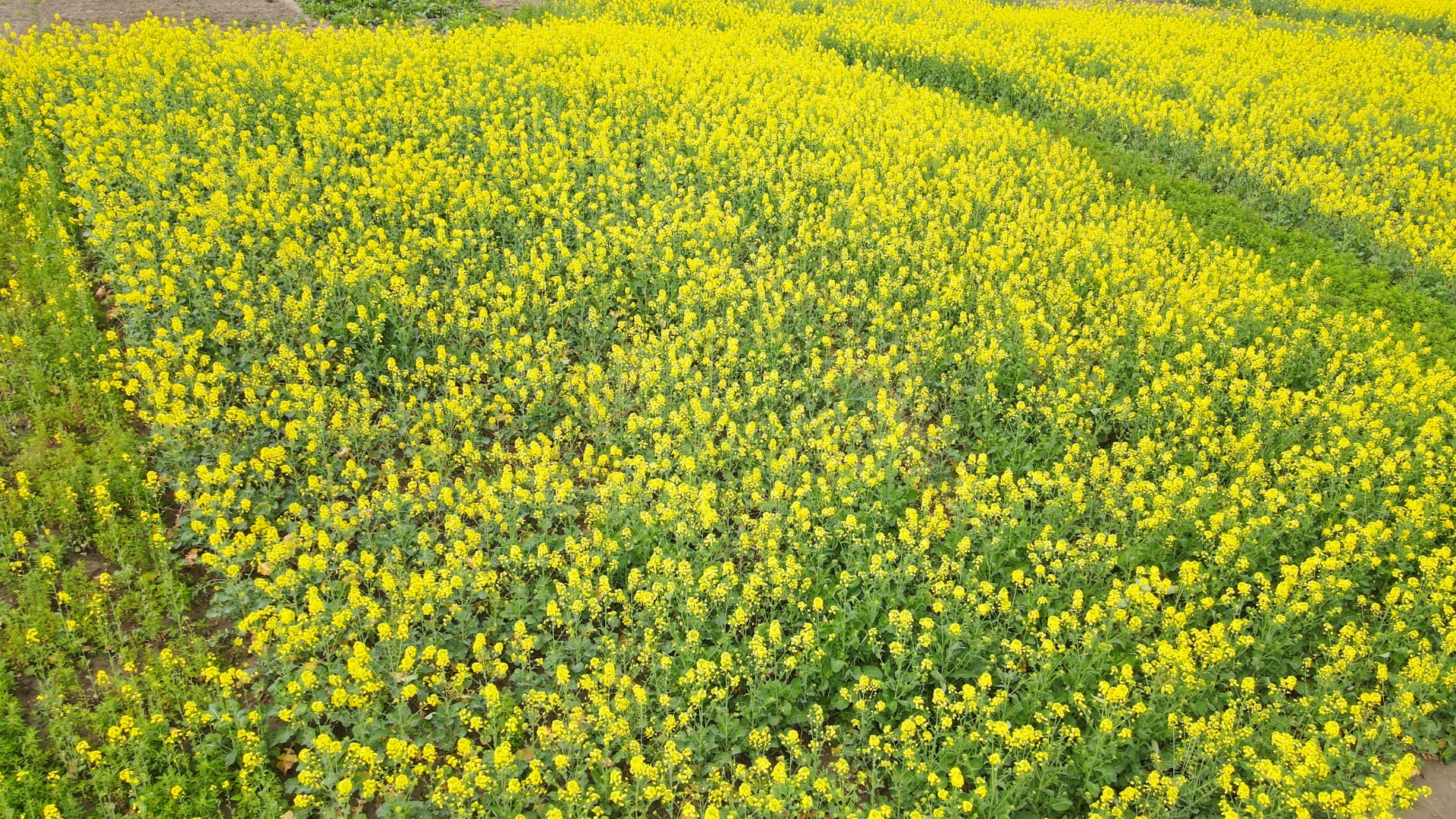  信息速递 合江：油菜花开春意浓，乡村振兴入画来 第 1 张