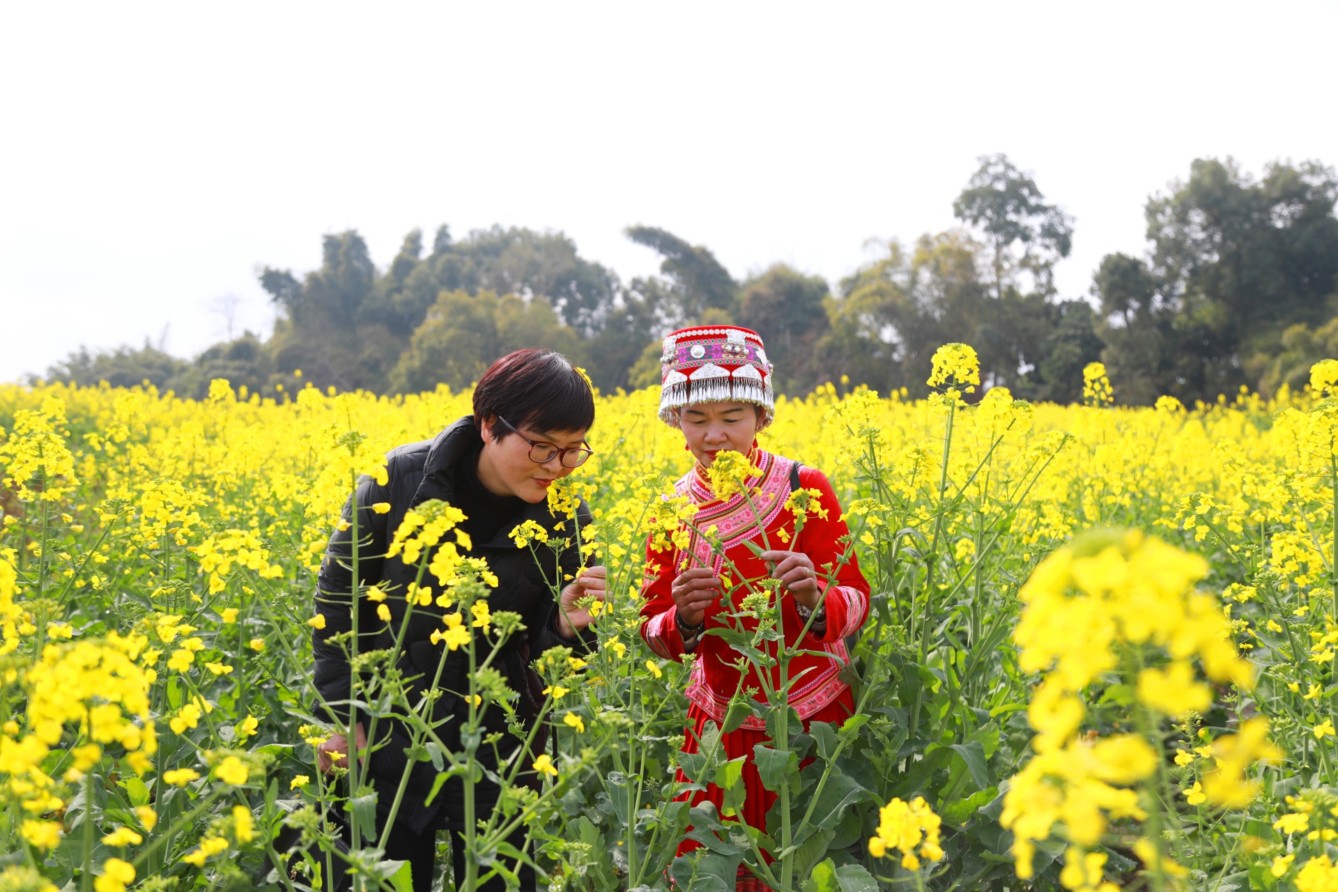  信息速递 合江：油菜花开春意浓，乡村振兴入画来 第 2 张