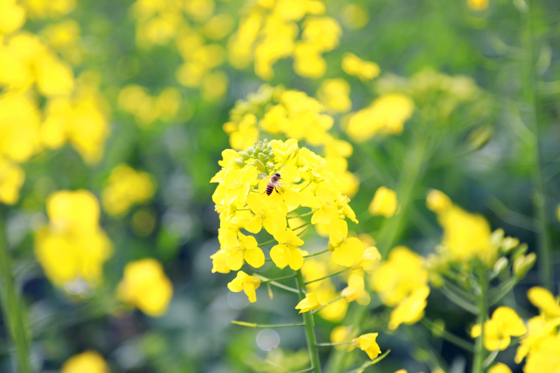  信息速递 合江：油菜花开春意浓，乡村振兴入画来 第 5 张