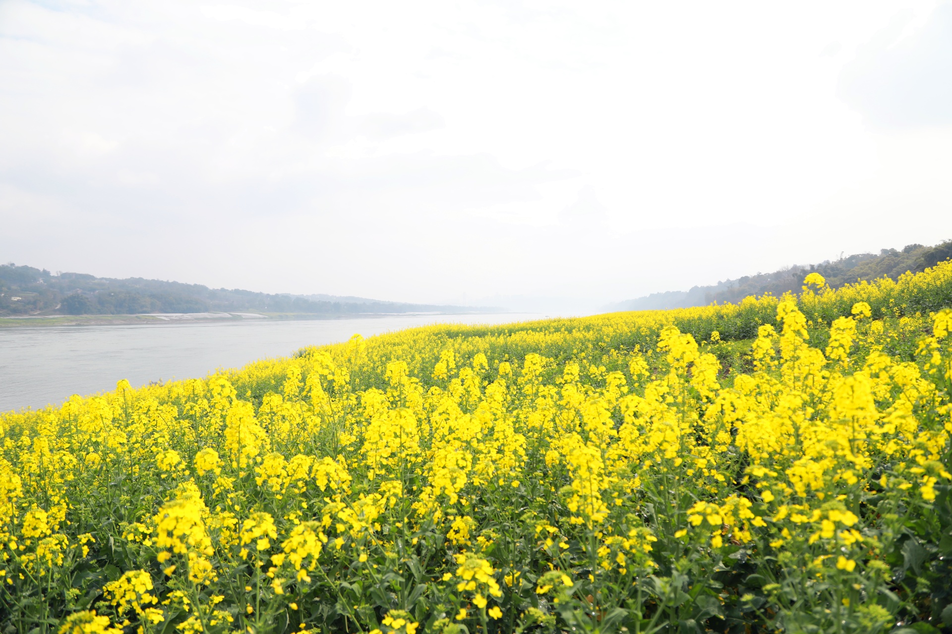  信息速递 合江：油菜花开春意浓，乡村振兴入画来 第 6 张