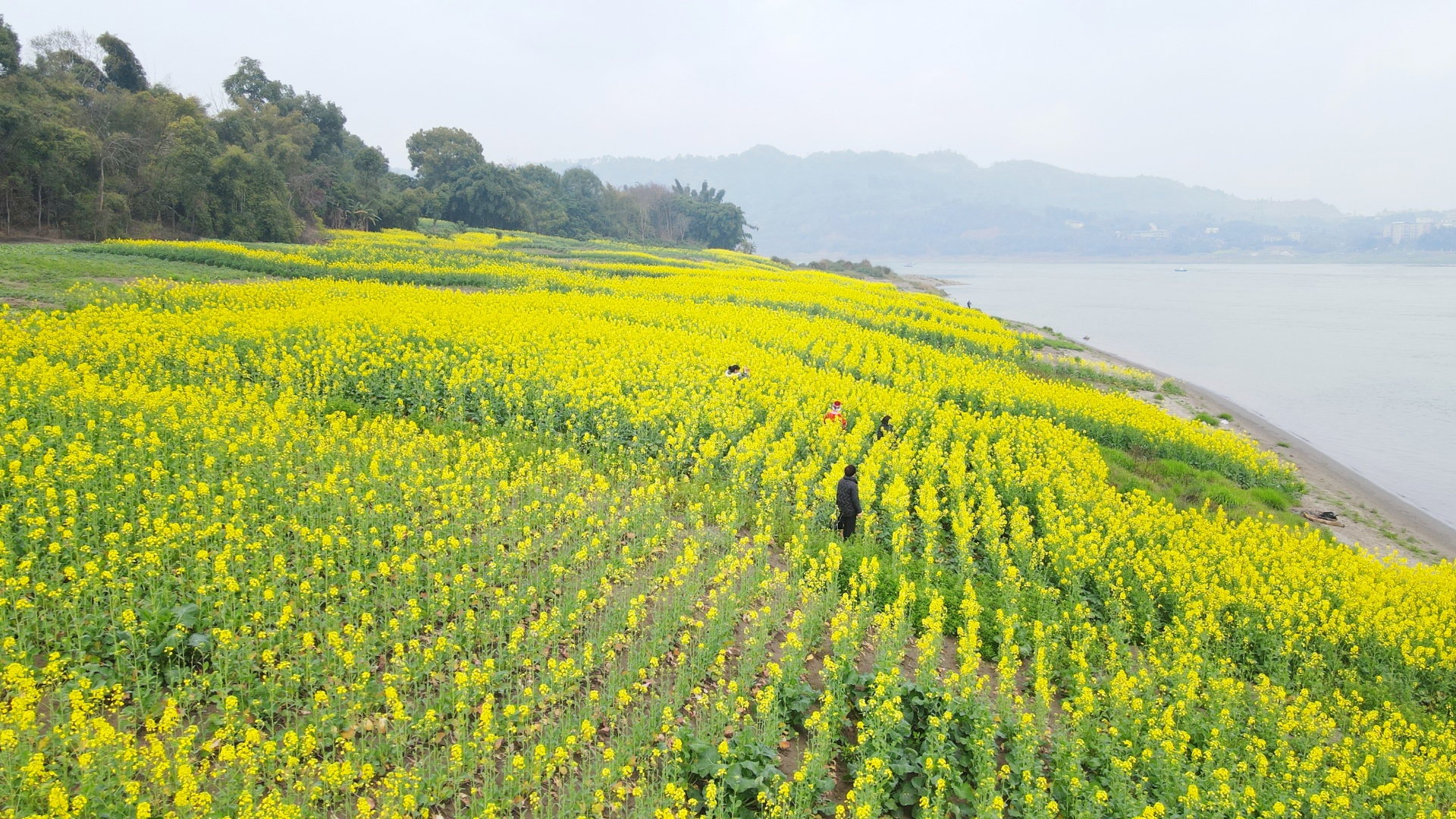  信息速递 合江：油菜花开春意浓，乡村振兴入画来 第 7 张