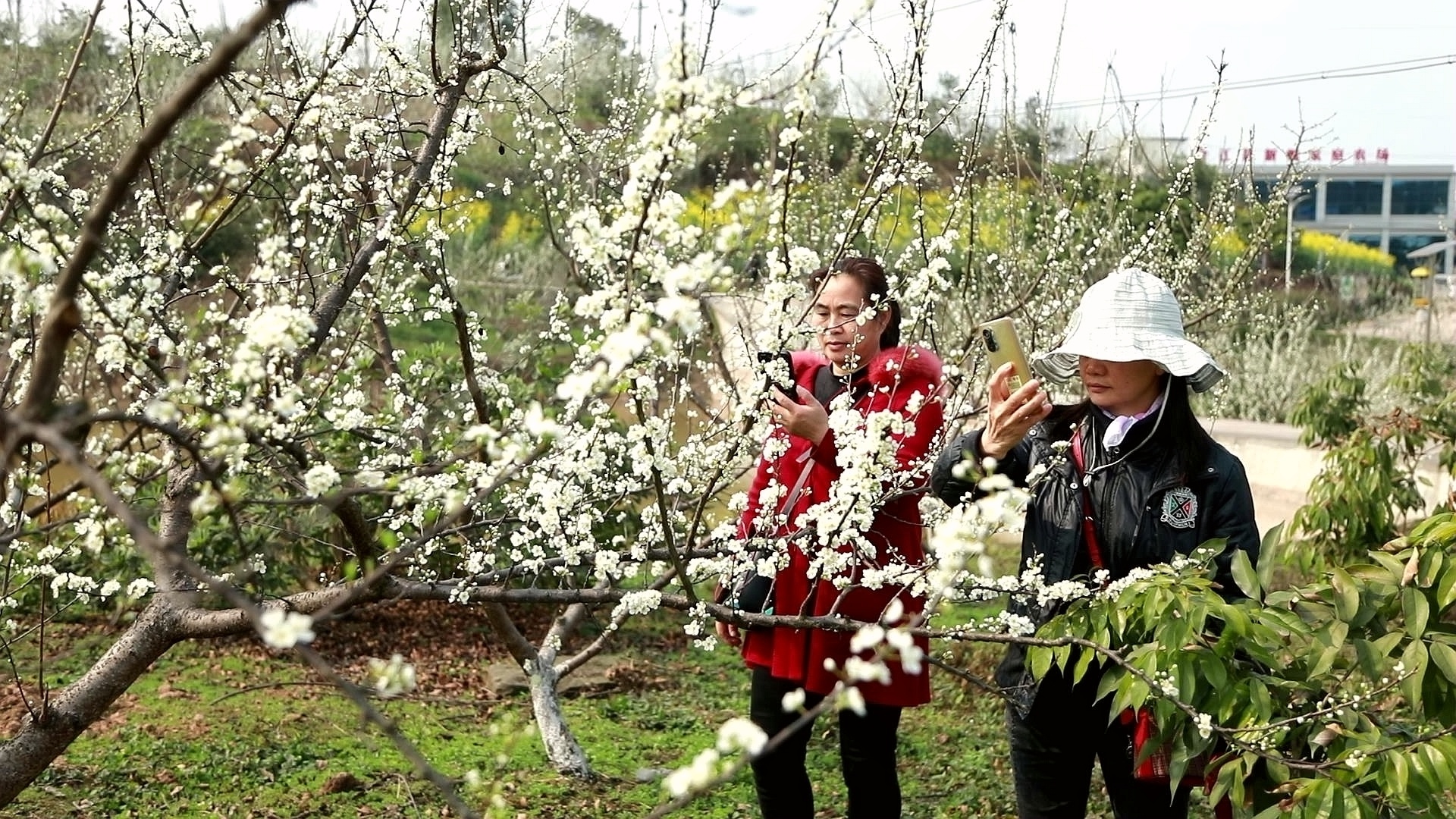 合江：李花迎春绽枝头 第 2 张