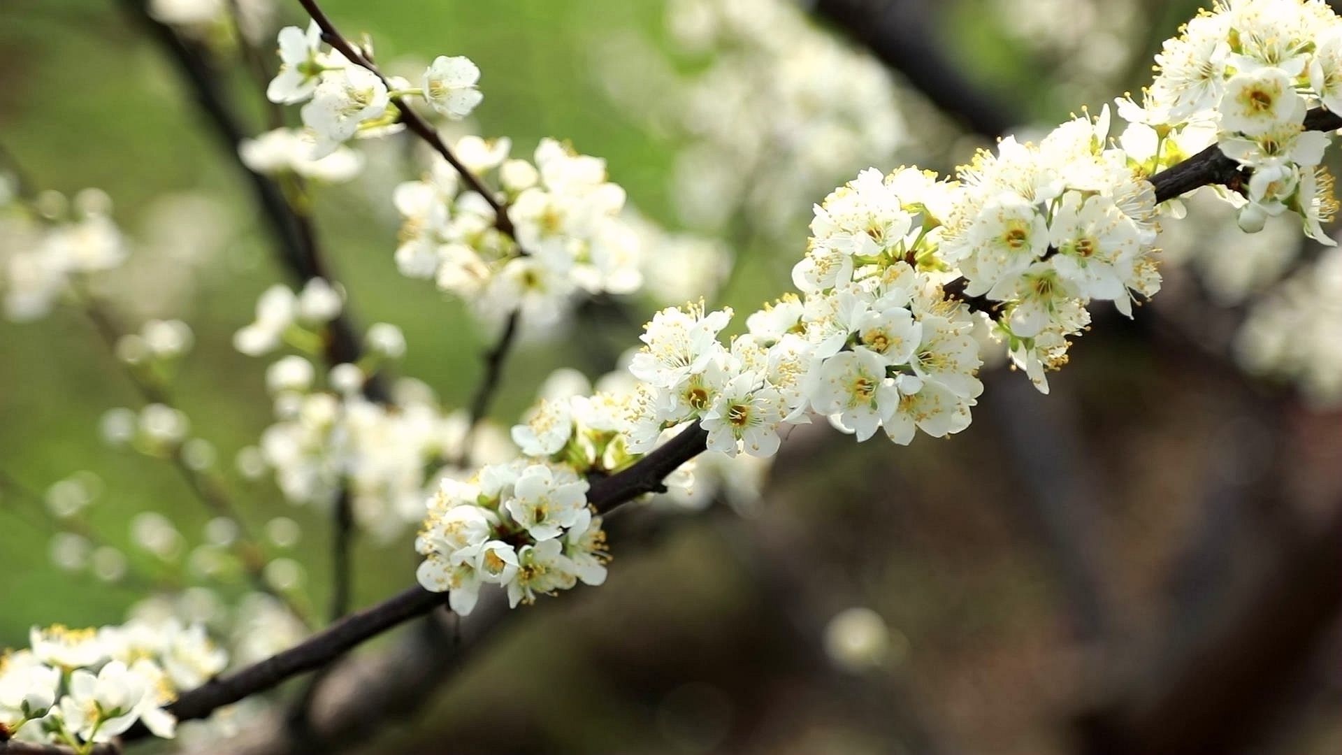 合江：李花迎春绽枝头 第 4 张