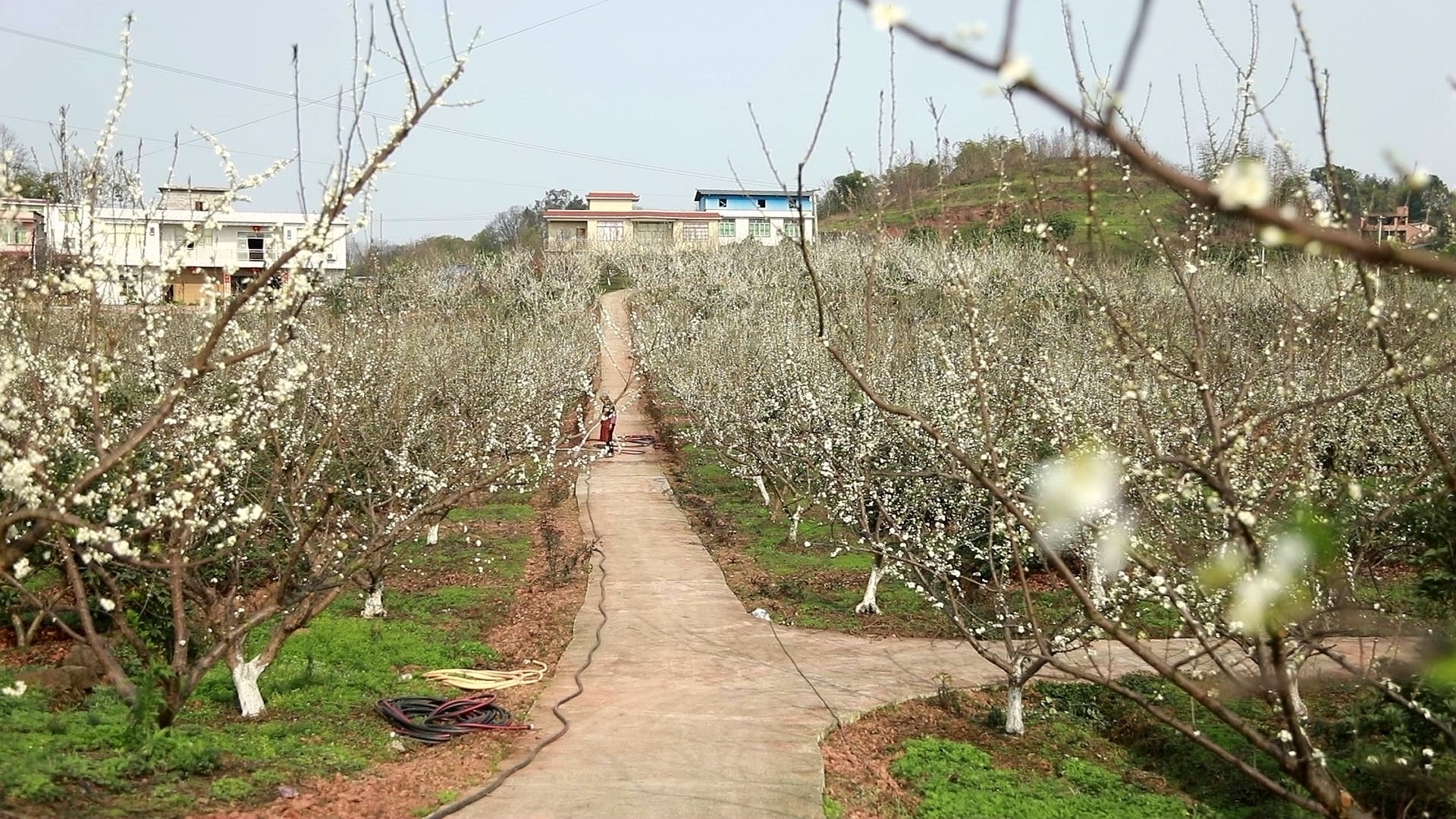 合江：李花迎春绽枝头 第 7 张