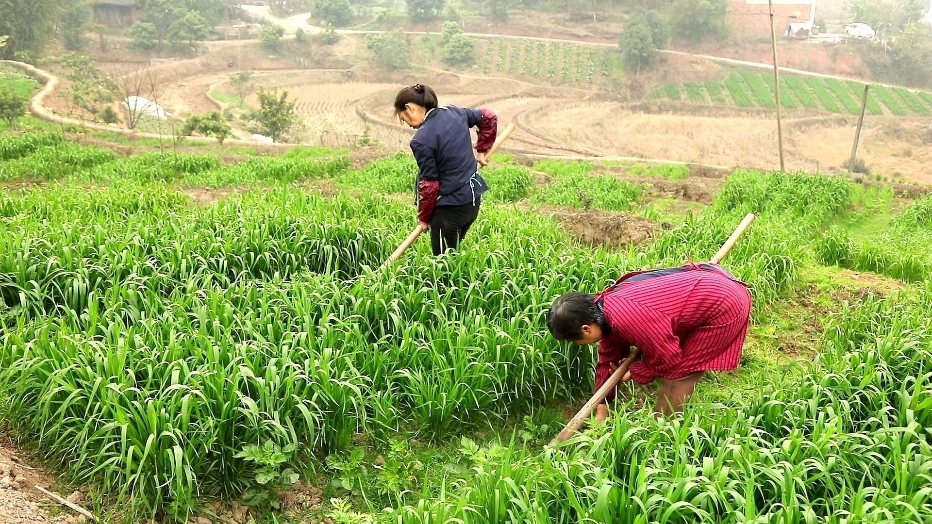 合江县：不负好春光，小麦春管正当时 第 2 张