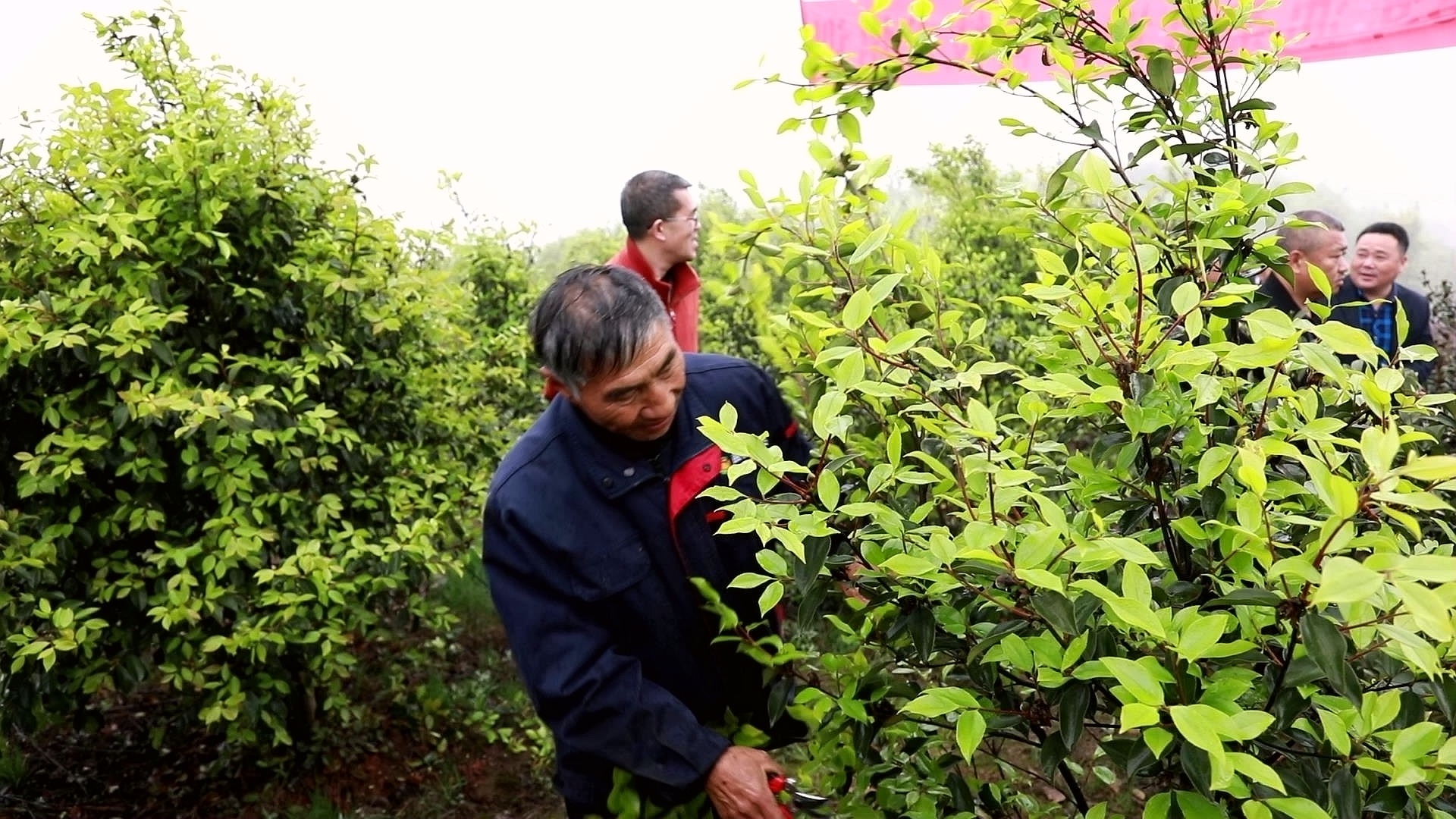 合江：春耕备耕忙，油茶培训正当时 第 4 张