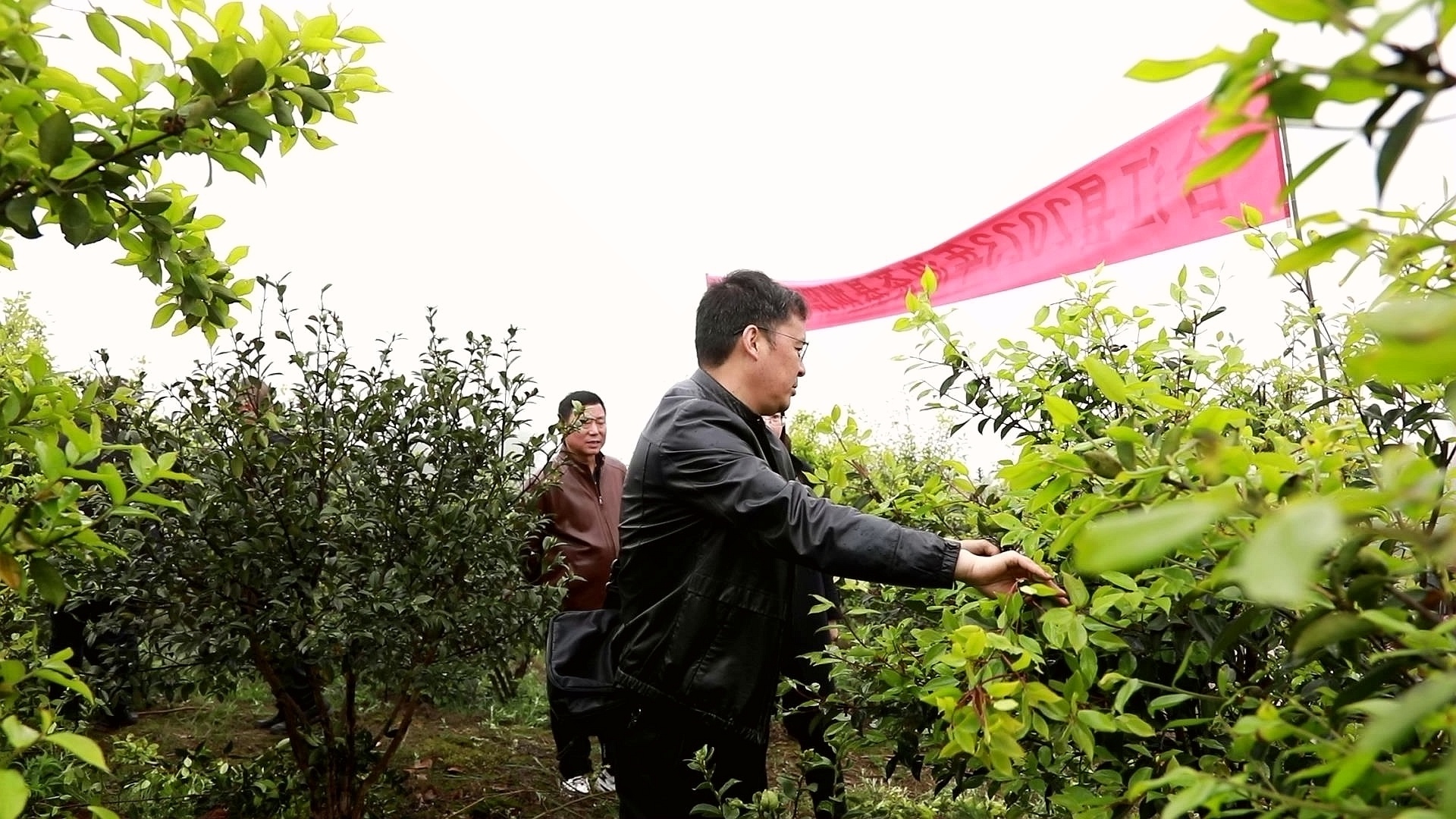 合江：春耕备耕忙，油茶培训正当时 第 5 张