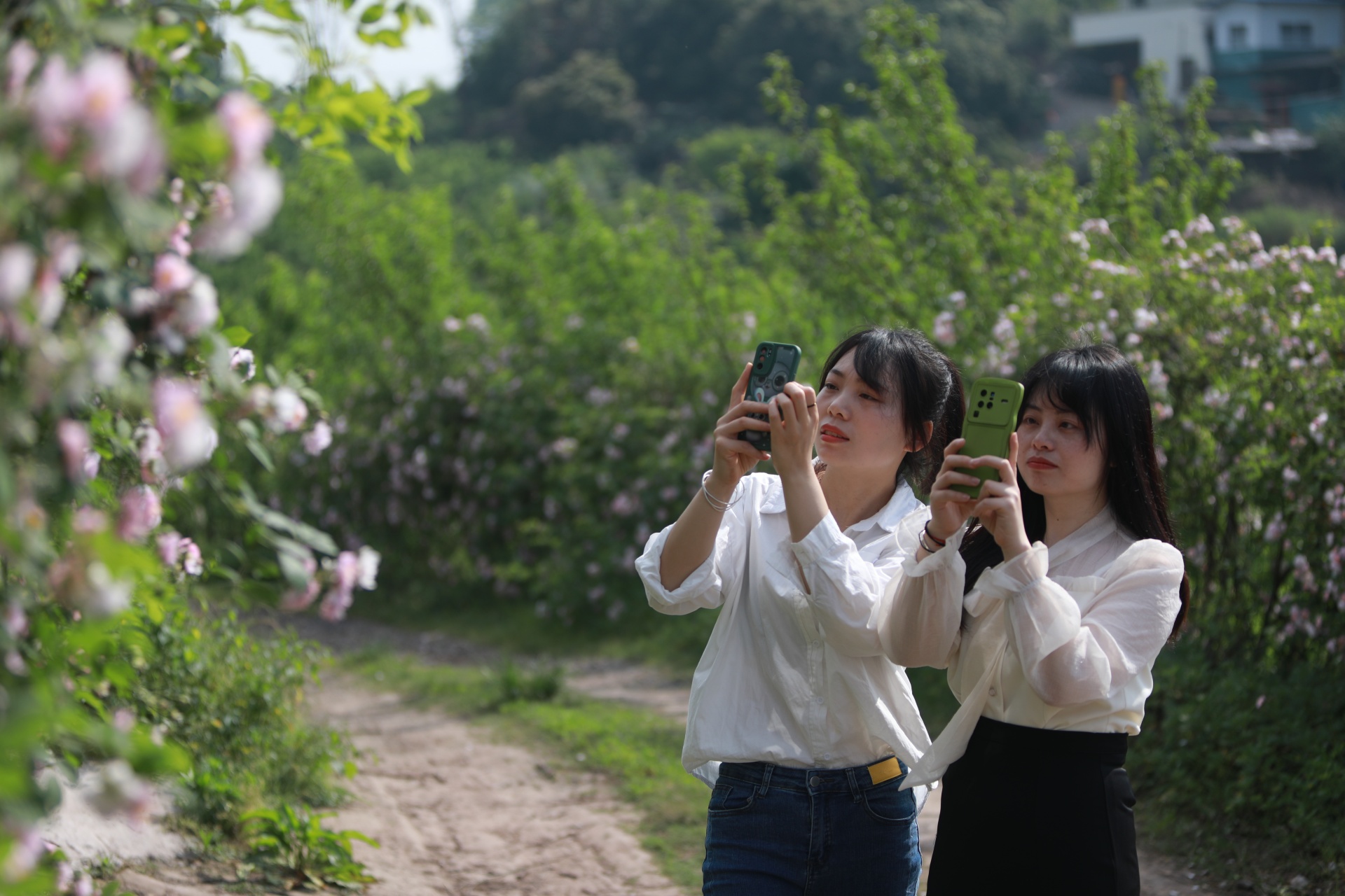 合江：蔷薇花开春烂漫 第 2 张