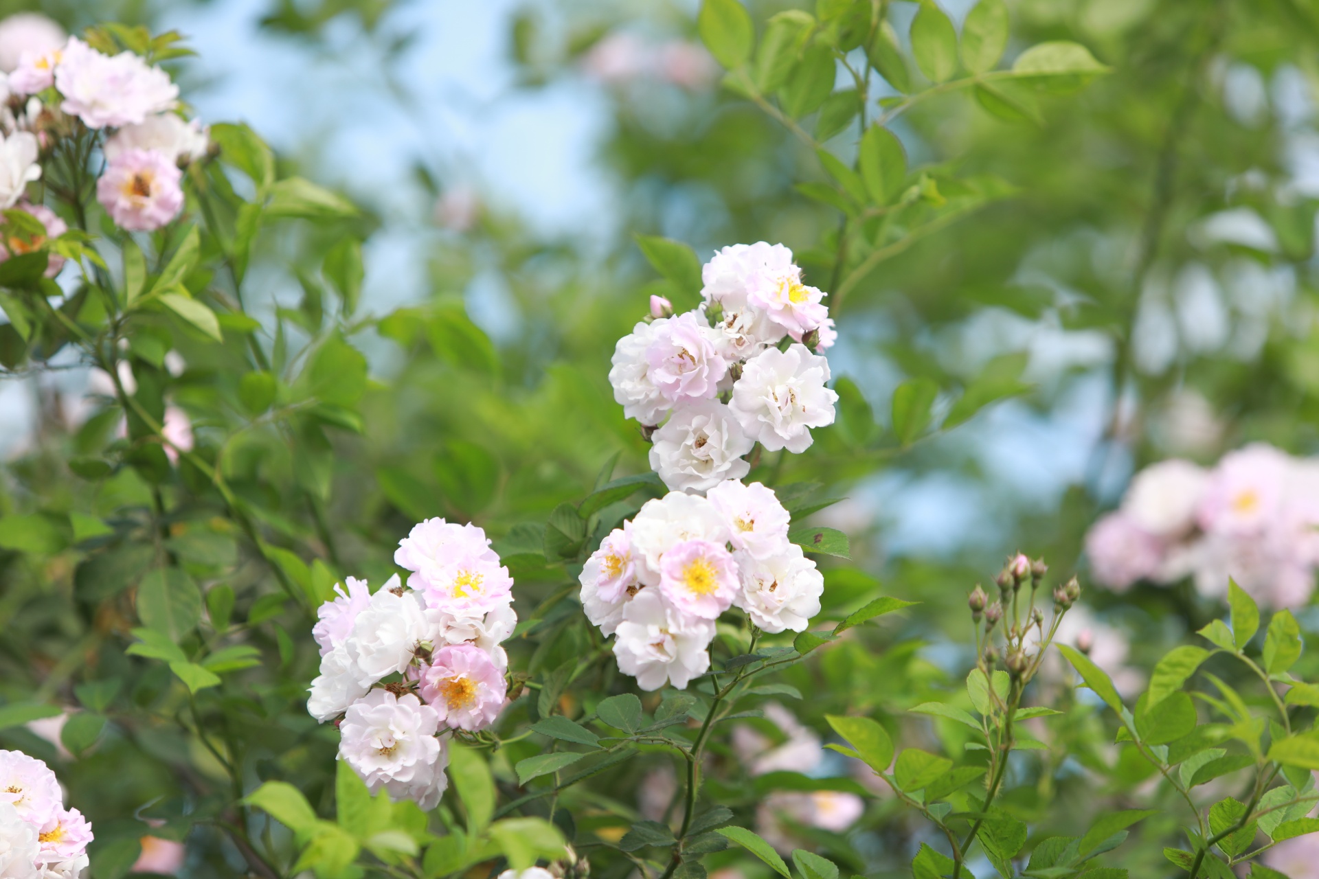 合江：蔷薇花开春烂漫 第 5 张