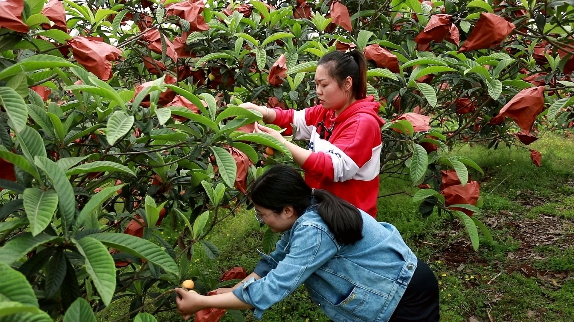 合江县：枇杷上市，绿色循环种养鼓起村民钱袋子 第 6 张