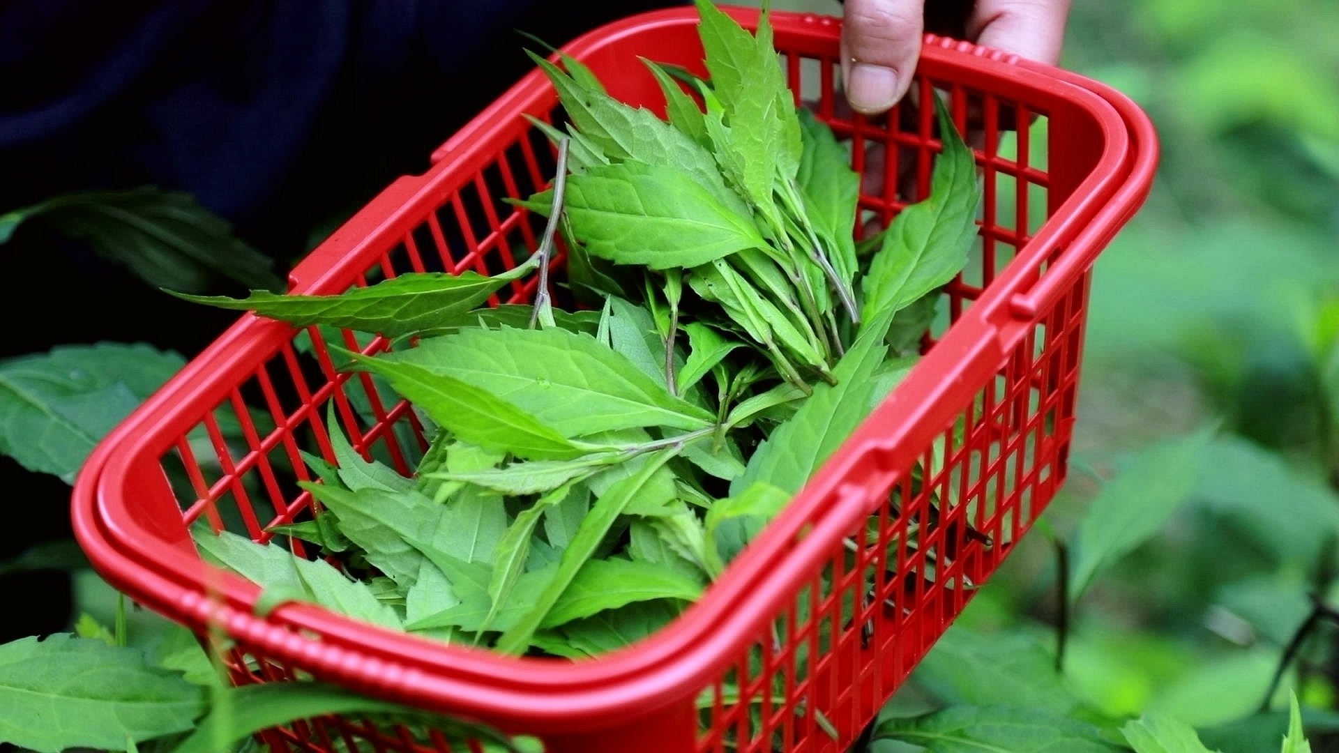 合江县：小炒柴胡，春日好滋味 第 4 张