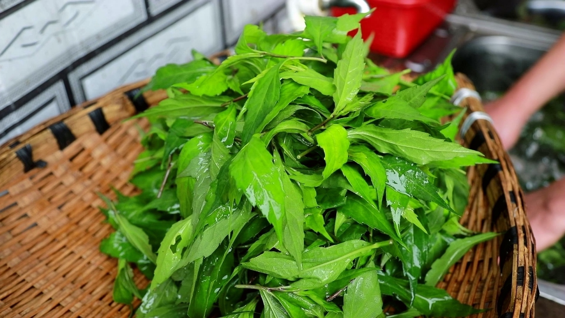 合江县：小炒柴胡，春日好滋味 第 5 张