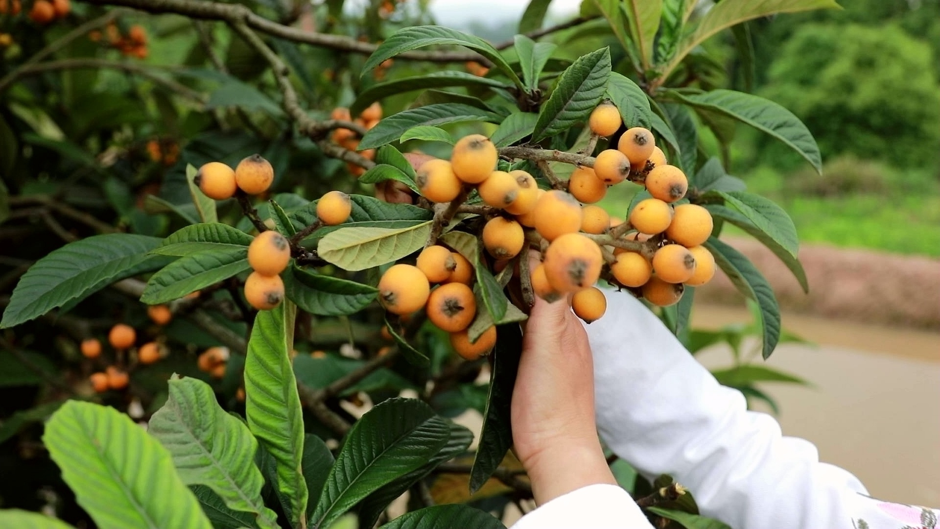 四川合江：自制川贝枇杷膏，酸甜润肺好功效 第 2 张