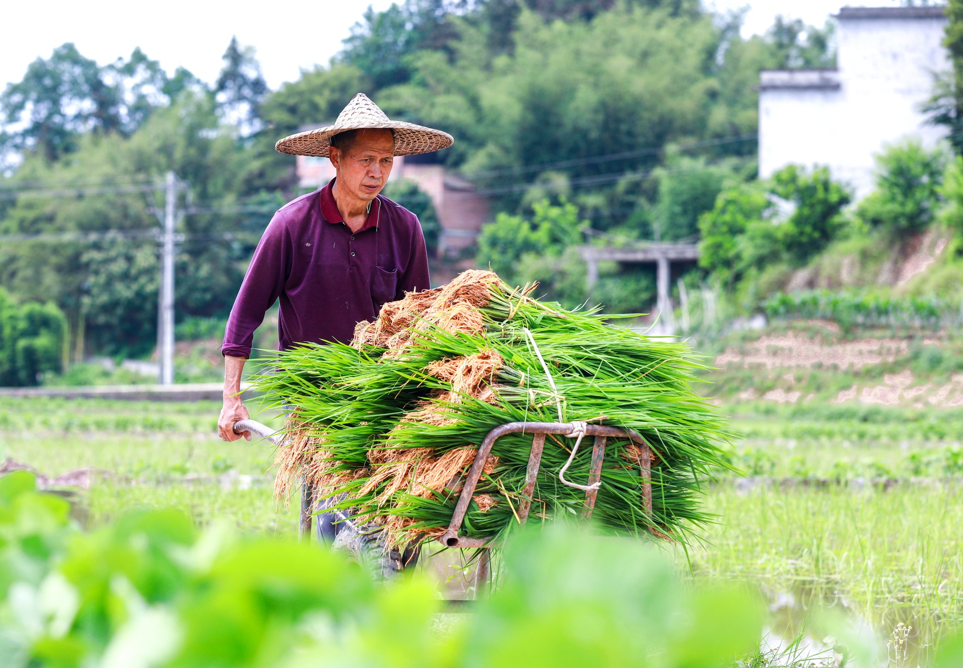 四川合江：初夏时节插秧忙 第 4 张