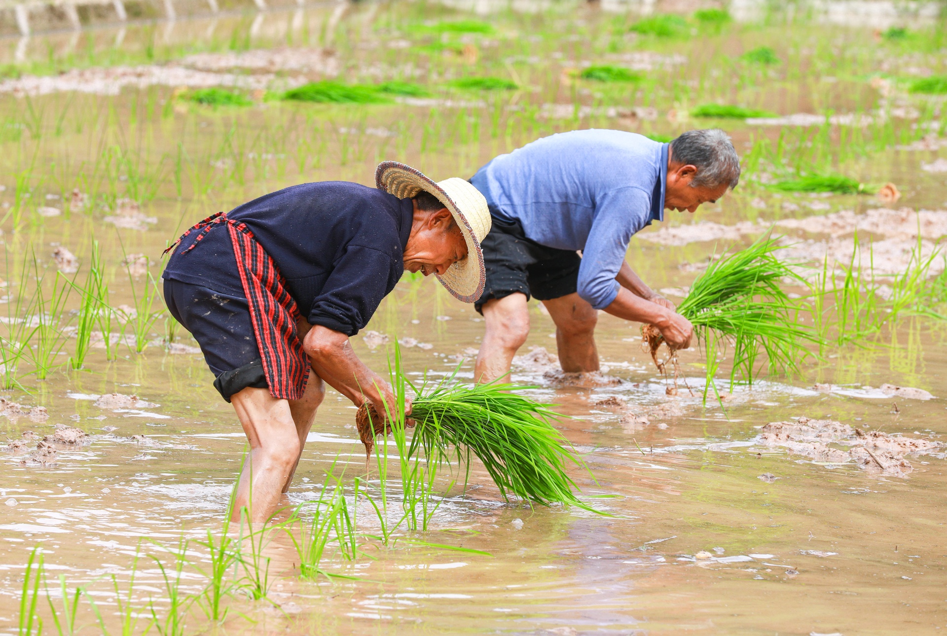 四川合江：初夏时节插秧忙 第 5 张