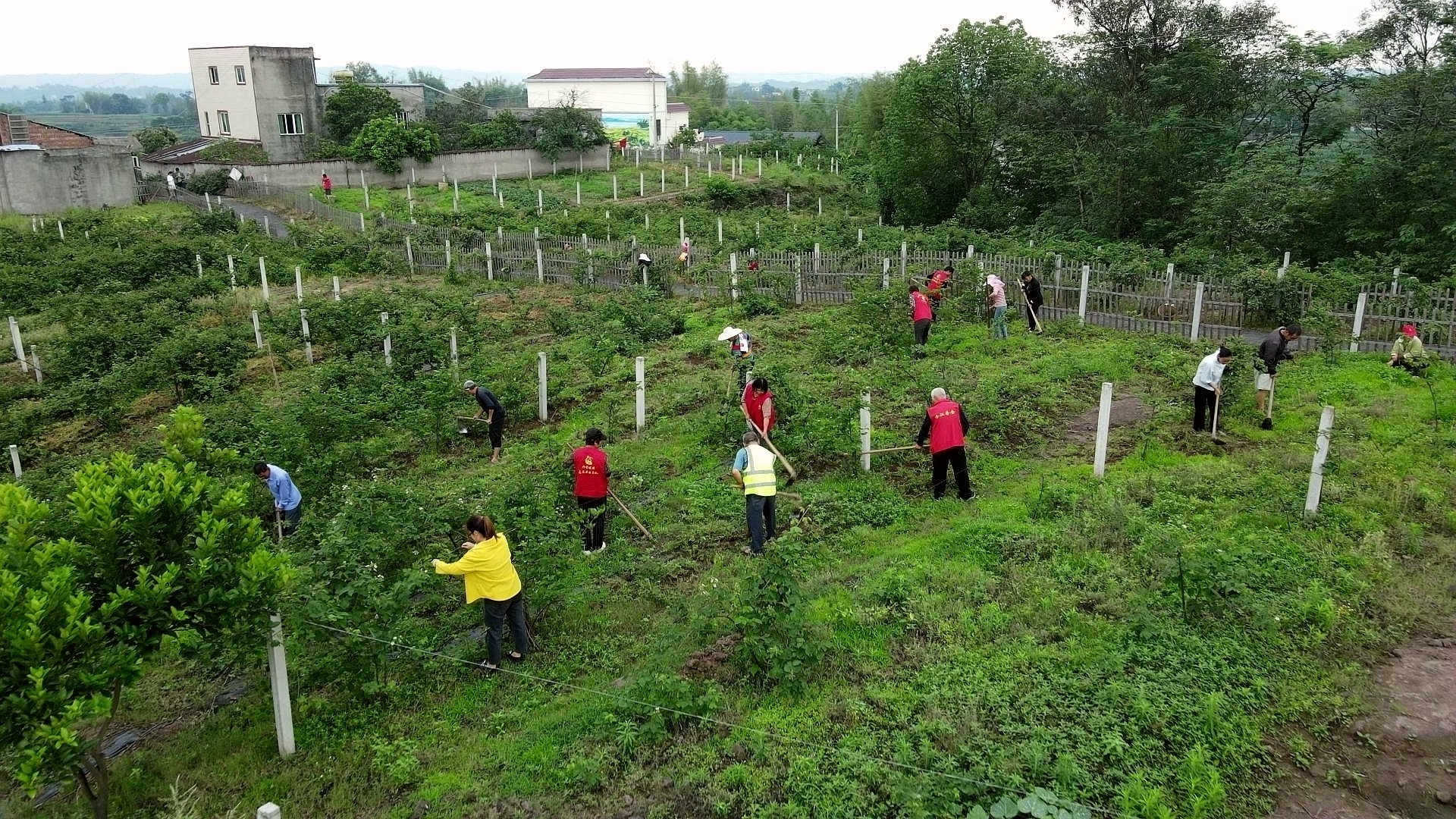 四川合江： 树莓开出幸福花 第 1 张