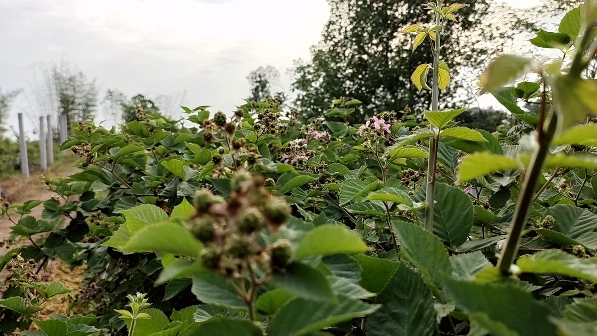 四川合江： 树莓开出幸福花 第 2 张