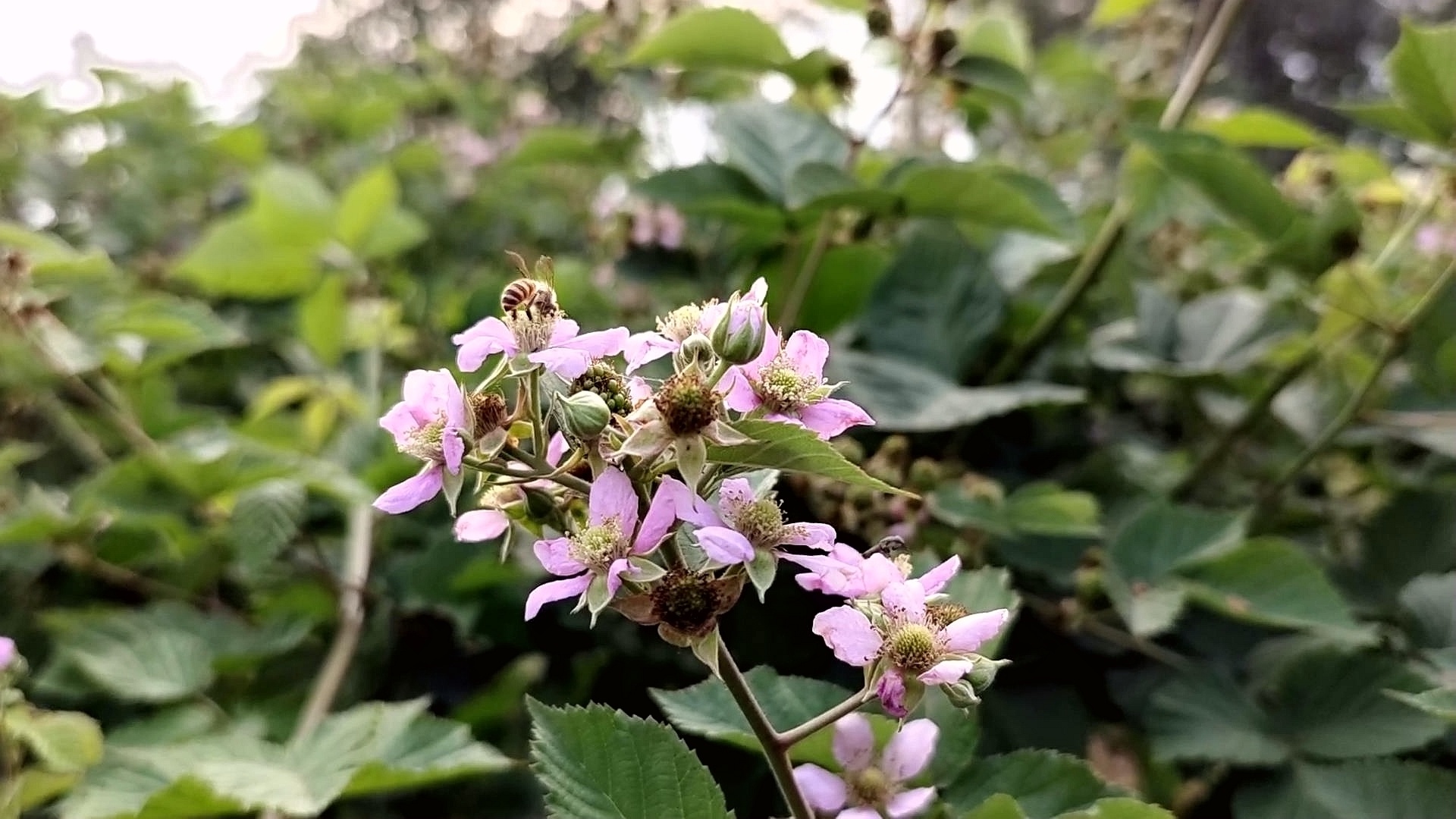 四川合江： 树莓开出幸福花 第 3 张
