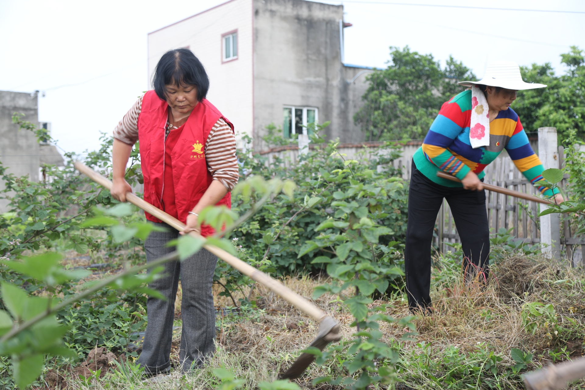 四川合江： 树莓开出幸福花 第 5 张