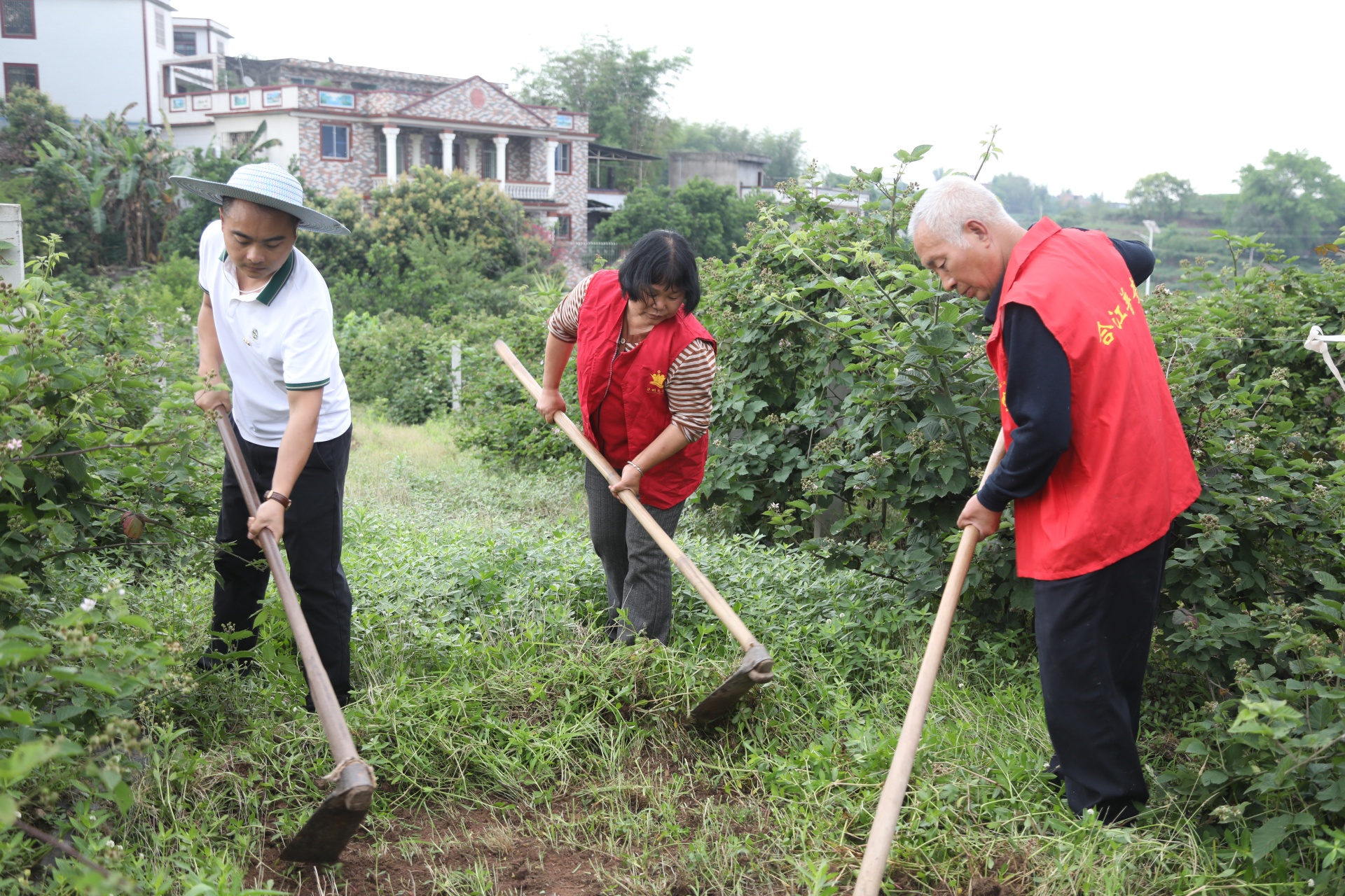 四川合江： 树莓开出幸福花 第 6 张