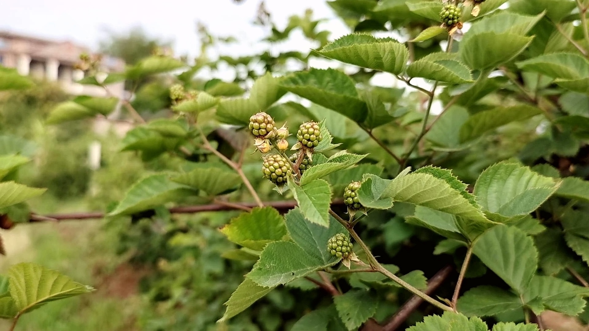 四川合江： 树莓开出幸福花 第 7 张