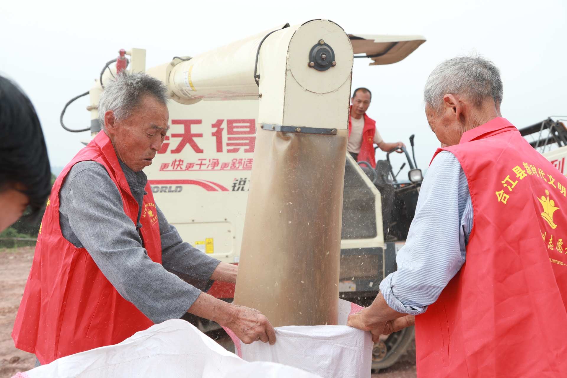 合江县符阳街道：百亩小麦迎丰收 第 3 张