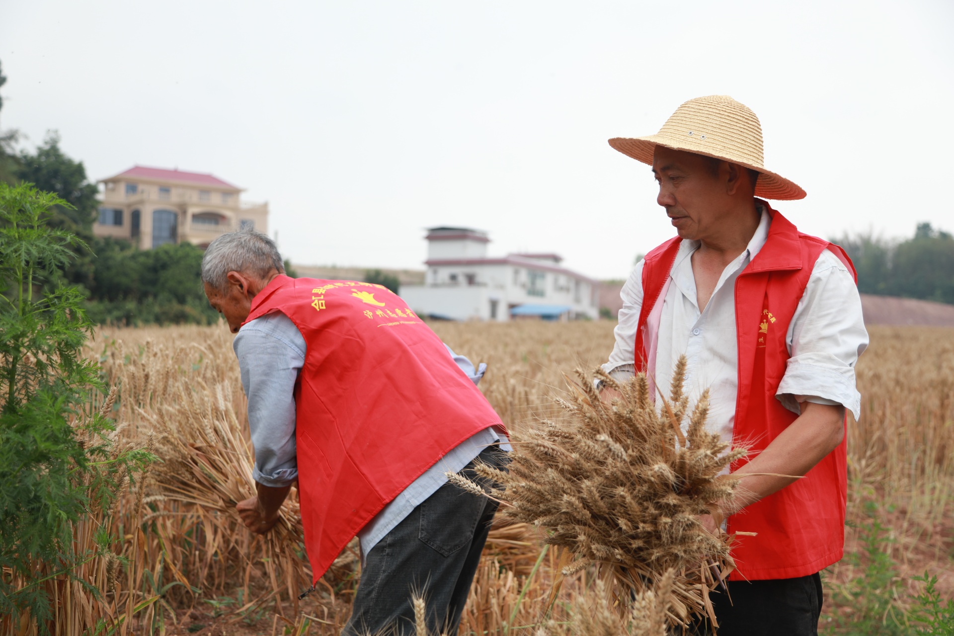 合江县符阳街道：百亩小麦迎丰收 第 5 张