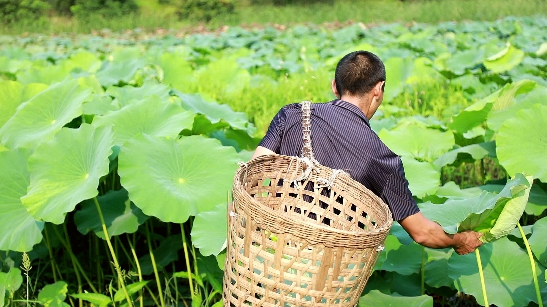 四川合江：消夏解暑！荷叶入菜鲜香味美！