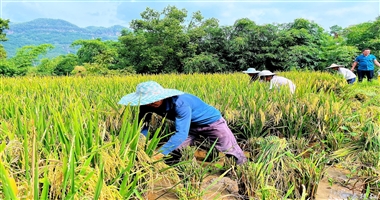 合江县榕山镇楠香稻米喜迎丰收！